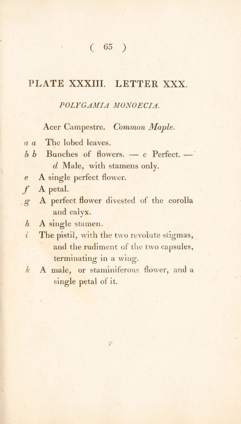 ( 65 ) PLATE XXXIII. LETTER XXX. POLYGAMIA MONOECIA. Acer Campestre. Common Maple. a a The lobeci leaves. b b Bunches of flowers. — c Perfect, —' d Male, with stamens only. e A single perfect flower. f A petal. g A perfect flower divested of the corolla and calyx. h A single stamen. O i The pistil, with the two revolute stigmas, and the rudiment of the two capsules, terminating in a wing;. o o k A male, or staminiferous flower, and a single petal of it. i F
