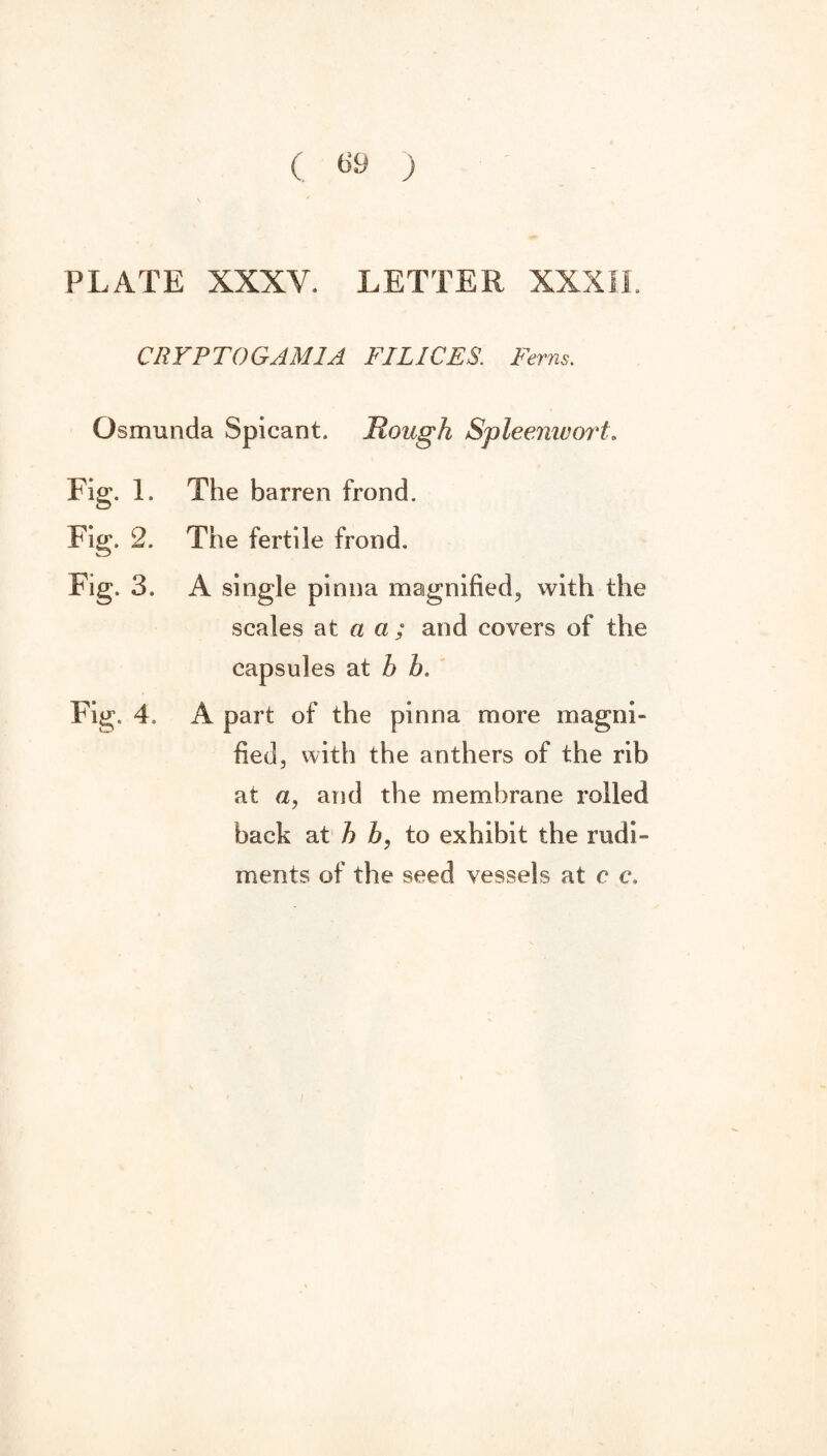 PLATE XXXV. LETTER XXXII. CRYPTOGAMIA FIL1CES. Ferns. Osmunda Spicant. Rough Spleemvoji* Fig. 1. The barren frond. Fig. 2. The fertile frond. Fig. 3. A single pinna magnified, with the scales at a a ; and covers of the capsules at b b. Fig. 4, A part of the pinna more magni¬ fied, with the anthers of the rib at a, and the membrane rolled back at b b, to exhibit the rudi¬ ments of the seed vessels at c