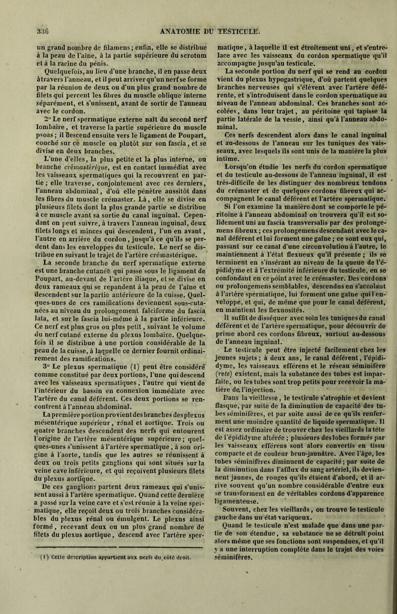 un grand nombre de filamens; enfin, elle se distribue à la peau de l’aine, à la partie supérieure du scrotum et à la racine du pénis. Quelquefois, au lieu d’une branche, il en passe deux àtravers l’anneau, et il peut arriver qu’un nerf se forme par la réunion de deux ou d’un plus grand nombre de filets qui percent les fibres du muscle oblique interne séparément, et s’unissent, avant de sortir de l’anneau avec le cordon. 2° Le nerf spermatique externe naît du second nerf lombaire , et traverse la partie supérieure du muscle psoas ; il descend ensuite vers le ligament de Poupart, couché sur ce muscle ou plutôt sur son fascia, et se divise en deux branches. L’une d’elles, la plus petite et la plus interne, ou branche crêrnastêrique, est en contact immédiat avec les vaisseaux spermatiques qui la recouvrent en par- tie ; elle traverse, conjointement avec ces derniers, l’anneau abdominal, d’où elle pénètre aussitôt dans les fibres du muscle crémaster. Là, elle se divise en plusieurs filets dont la plus grande partie se distribue à ce muscle avant sa sortie du canal inguinal. Cepen- dant on peut suivre, à travers l’anneau inguinal, deux filetslongs et minces qui descendent, l’un en avant, l’autre en arrière du cordon , jusqu’à ce qu’ils se per- dent dans les enveloppes du testicule. Le nerf se dis- tribue en suivant le trajet de l’artère crémaslérique. La seconde branche du nerf spermatique externe est une branche cutanée qui passe sous le ligament de Poupart, au-devant de l’artère iliaque, et se divise en deux rameaux qui se répandent à la peau de l’aîne et descendent sur la partie antérieure de la cuisse. Quel- ques-unes de ces ramifications deviennent sous-cuta- nées au niveau du prolongement falciforme du fascia lata, et sur le fascia lui-même à la partie inférieure. Ce nerf est plus gros ou plus petit, suivant le volume du nerf cutané externe du plexus lombaire. Quelque- fois il se distribue à une portion considérable de la peau de la cuisse, à laquelle ce dernier fournit ordinai- rement des ramifications. 3° Le plexus spermatique (1) peut être considéré comme constitué par deux portions, l’une qui descend avec les vaisseaux spermatiques, l’autre qui vient de l’intérieur du bassin en connexion immédiate avec l’artère du canal déférent. Ces deux portions se ren- contrent à l’anneau abdominal. La première portion provient desbranches des plexus mésentérique supérieur, rénal et aortique. Trois ou quatre branches descendent des nerfs qui entourent l’origine de l’artère mésentérique supérieure; quel- ques-unes s’unissent à l’artère spermatique , à son ori- gine à l'aorte, tandis que les autres se réunissent à deux ou trois petits ganglions qui sont situés sur la Yeine cave inférieure, et qui reçoivent plusieurs filets du plexus aortique. De ces ganglions partent deux rameaux qui s’unis- sent aussi à l’artère spermatique. Quand cette dernière a passé sur la veine cave et s’est réunie à la veine sper- matique, elle reçoit deux ou trois branches considéra- bles du plexus rénal ou émulgent. Le plexus ainsi formé, recevant deux ou un plus grand nombre de filets du plexus aortique, descend avec l’artère sper- (I) Cette description appartient aux nerfs du,côté droit. matique, à laquelle il est étroitement uni, et s’entre- lace avec les vaisseaux du cordon spermatique qu’il accompagne jusqu’au testicule. La seconde portion du nerf qui se rend au cordon vient du plexus hypogastrique, d’où partent quelques branches nerveuses qui s’élèvent avec l’artère défé- rente, et s’introduisent dans le cordon spermatique au niveau de l’anneau abdominal. Ces branches sont ac- colées, dans leur trajet, au péritoine qui tapisse la partie latérale de la vessie, ainsi qu’à l’anneau abdo- minal. Ces nerfs descendent alors dans le canal inguinal et au-dessous de l’anneau sur les tuniques des vais- seaux, avec lesquels ils sont unis de la manière la plus intime. Lorsqu’on étudie les nerfs du cordon spermatique et du testicule au-dessous de l’anneau inguinal, il est très-difficile de les distinguer des nombreux tendons du crémaster et de quelques cordons fibreux qui ac- compagnent le canal déférent et l’artère spermatique. Si l’on examine la manière dont se comporte le pé- ritoine à l’anneau abdominal on trouvera qu’il est so- lidement uni au fascia transversalis par des prolonge- mens fibreux; ces prolongemens descendant avec le ca- nal déférent et lui forment une gaîne ; ce sont eux qui, passant sur ce canal d’une circonvolution à l’autre, le maintiennent à l’état flexueux qu’il présente ; ils se terminent en s’insérant au niveau de la queue de l’é- pididyme et à l’extrémité inférieure du testicule, en se confondant en ce point avec le crémaster. Des cordons ou prolongemens semblables, descendus en s’accolant à Tarière spermatique, lui forment une gaîne qui 1 en- veloppe, et qui, de même que pour le canal déférent, en maintient les flexuosités. Il suffit de disséquer avec soin les tuniques du canal déférent et de l’artère spermatique, pour découvrir de prime abord ces cordons fibreux, surtout au-dessous de l’anneau inguinal. Le testicule peut être injecté facilement chez les jeunes sujets ; à deux ans, le canal déférent, l’épidi- dyme, les vaisseaux efférens et le réseau séminifère (rete) existent, mais la substance des tubes est impar- faite, ou les tubes sont trop petits pour recevoir la ma- tière de l’injection. Dans la vieillesse, le testicule s’atrophie et devient flasque, par suite de la diminution de capacité des tu- bes séminifères, et par suite aussi de ce qu’ils renfer- ment une moindre quantité de liquide spermatique. 11 est assez ordinaire de trouver chez les vieillards la tête de l'épididyme altérée ; plusieurs deslobes formés par les vaisseaux efférens sont alors convertis en tissu compacte et de couleur brun-jaunâtre. Avec l’àge, les tubes séminifères diminuent de capacité; par suite de la diminution dans l’afflux du sang artériel, ils devien- nent jaunes, de rouges qu’ils étaient d’abord, et il ar- rive souvent qu’un nombre considérable d’entre eux se transforment en de véritables cordons d’apparence ligamenteuse. Souvent, chez les vieillards, on trouve le testicule gauche dans un état variqueux. Quand le testicule n’est malade que dans une par- tie de son étendue, sa substance ne se détruit point alors même que ses fonctions sont suspendues, et qu’il y a une interruption complète dans le trajet des voies séminifères.