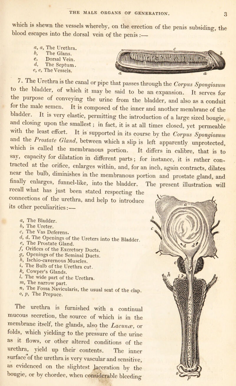 which is shewn the vessels whereby, on the erection of the penis subsiding, the blood escapes into the dorsal vein of the penis:— a, a, The Urethra. b, The Gians. c, Dorsal Vein. d, The Septum. e, e, The Vessels. 7. The Urethra is the canal or pipe that passes through the Corpus Spongiosum to the bladder, of which it may be said to be an expansion. It serves for the purpose of conveying the urine from the bladder, and also as a conduit or the male semen. It is composed of the inner and another membrane of the bladdei. It is veiy elastic, permitting the introduction of a large sized bougie, and closing upon the smallest; in fact, it is at all times closed, yet permeable with the least effort. It is supported in its course by the Corpus Spongiosum and the Prostate Gland, between which a slip is left apparently unprotected, which is called the membranous portion. It differs in calibre, that is to say, capacity for dilatation in different parts; for instance, it is rather con- tracted at the orifice, enlarges within, and, for an inch, again contracts, dilates near the bulb, diminishes in the membranous portion and prostate gland, and finally enlarges, funnel-like, into the bladder. The present illustration will lecall what has just been stated respecting the connections of the urethra, and help to introduce its other peculiarities:— a, The Bladder. b, The Ureter. c, The Vas Deferens. d, d. The Openings of the Ureters into the Bladder. e, The Prostate Gland. /, Orifices of the Excretory Ducts. g, Openings of the Seminal Ducts. h, Ischio-cavernous Muscles. i, The Bulb of the Urethra cut, k, Cowper’s Glands. l, The wide part of the Urethra. m, The narrow part. n, The Fossa Navicularis, the usual seat of the clap. o, p, The Prepuce. The urethra is furnished with a continual mucous secretion, the source of which is in the membrane itself, the glands, also the Lacunce, or folds, which yielding to the pressure of the urine as it flows, or other altered conditions of the urethra, yield up their contents. The inner sui face of the urethra is very vascular and sensitive, as evidenced on the slightest laceration by the bougie, or by chordee, when considerable bleeding