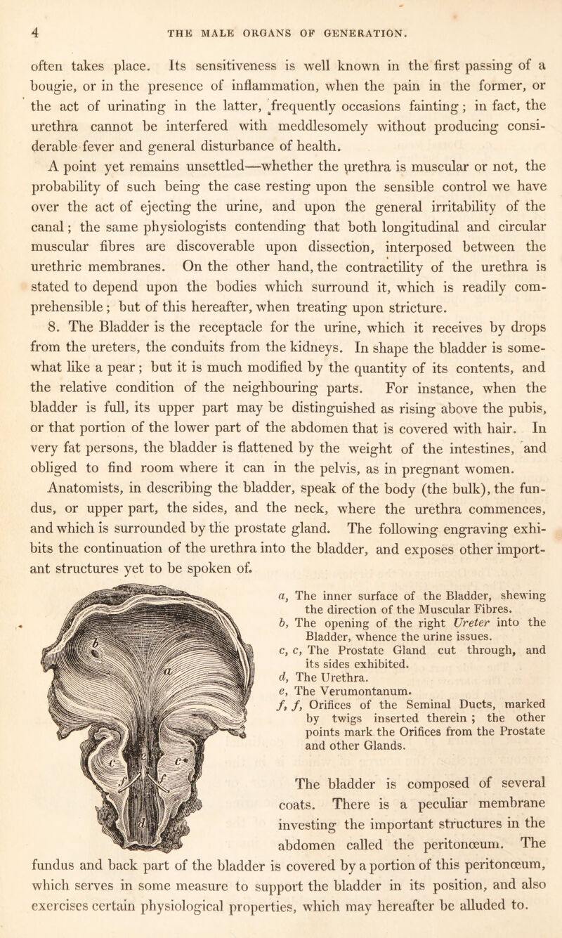 often takes place. Its sensitiveness is well known in the first passing of a bougie, or in the presence of inflammation, when the pain in the former, or the act of urinating in the latter, ^frequently occasions fainting; in fact, the urethra cannot be interfered with meddlesomely without producing consi- derable fever and general disturbance of health. A point yet remains unsettled—whether the urethra is muscular or not, the probability of such being the case resting upon the sensible control we have over the act of ejecting the urine, and upon the general irritability of the canal; the same physiologists contending that both longitudinal and circular muscular fibres are discoverable upon dissection, interposed between the urethric membranes. On the other hand, the contractility of the urethra is stated to depend upon the bodies which surround it, which is readily com- prehensible ; but of this hereafter, when treating upon stricture. 8. The Bladder is the receptacle for the urine, which it receives by drops from the ureters, the conduits from the kidneys. In shape the bladder is some- what like a pear; but it is much modified by the quantity of its contents, and the relative condition of the neighbouring parts. For instance, when the bladder is full, its upper part may be distinguished as rising above the pubis, or that portion of the lower part of the abdomen that is covered with hair. In very fat persons, the bladder is flattened by the weight of the intestines, and obliged to find room where it can in the pelvis, as in pregnant women. Anatomists, in describing the bladder, speak of the body (the bulk), the fun- dus, or upper part, the sides, and the neck, where the urethra commences, and which is surrounded by the prostate gland. The following engraving exhi- bits the continuation of the urethra into the bladder, and exposes other import- a, The inner surface of the Bladder, shewing the direction of the Muscular Fibres. b, The opening of the right Ureter into the Bladder, whence the urine issues. c, c, The Prostate Gland cut through, and its sides exhibited. d, The Urethra. e, The Verumontanum. /, /, Orifices of the Seminal Ducts, marked by twigs inserted therein ; the other points mark the Orifices from the Prostate and other Glands. The bladder is com coats. There is a peculiar membrane investing the important structures in the abdomen called the peritonoeum. The fundus and back part of the bladder is covered by a portion of this peritonoeum, which serves in some measure to support the bladder in its position, and also exercises certain physiological properties, which may hereafter be alluded to. posed of several ant structures yet to be spoken of.