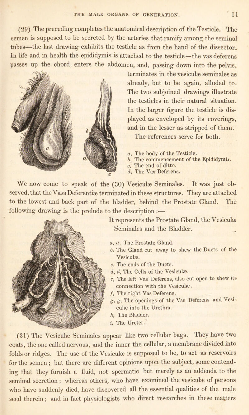 (29) The preceding completes the anatomical description of the Testicle. The semen is supposed to be secreted by the arteries that ramify among the seminal tubes—the last drawing exhibits the testicle as from the hand of the dissector. In life and in health the epididymis is attached to the testicle—the vas deferens passes up the chord, enters the abdomen, and, passing down into the pelvis, terminates in the vesiculse seminales as already, but to be again, alluded to. The two subjoined drawings illustrate the testicles in their natural situation. In the larger figure the testicle is dis- played as enveloped by its coverings, and in the lesser as stripped of them. The references serve for both. a, The body of the Testicle. b, The commencement of the Epididymis. c, The end of ditto. d, The Vas Deferens. We now come to speak of the (30) Vesiculse Seminales. It was just ob- served, that the VasaDeferentiae terminated in these structures. They are attached to the lowest and back part of the bladder, behind the Prostate Gland. The following drawing is the prelude to the description :—- It represents the Prostate Gland, the Vesiculse Seminales and the Bladder. a, a, The Prostate Gland. b, The Gland cut away to shew the Ducts of the Vesiculse. c, The ends of the Ducts. d, d, The Cells of the Vesiculse. e, The left Vas Deferens, also cut open to shew its connection with the Vesiculse. /, The right Vas Deferens. g, g, The openings of the Vas Deferens and Vesi- culse into the Urethra. h, The Bladder. i, The Ureter. * (31) The Vesiculse Seminales appear like two cellular bags. They have two coats, the one called nervous, and the inner the cellular, a membrane divided into folds or ridges. The use of the Vesiculse is supposed to be, to act as reservoirs for the semen; but there are different opinions upon the subject, some contend- ing that they furnish a fluid, not spermatic but merely as an addenda to the seminal secretion ; whereas others, who have examined the vesiculse of persons who have suddenly died, have discovered all the essential qualities of the male seed therein ; and in fact physiologists who direct researches in these matters