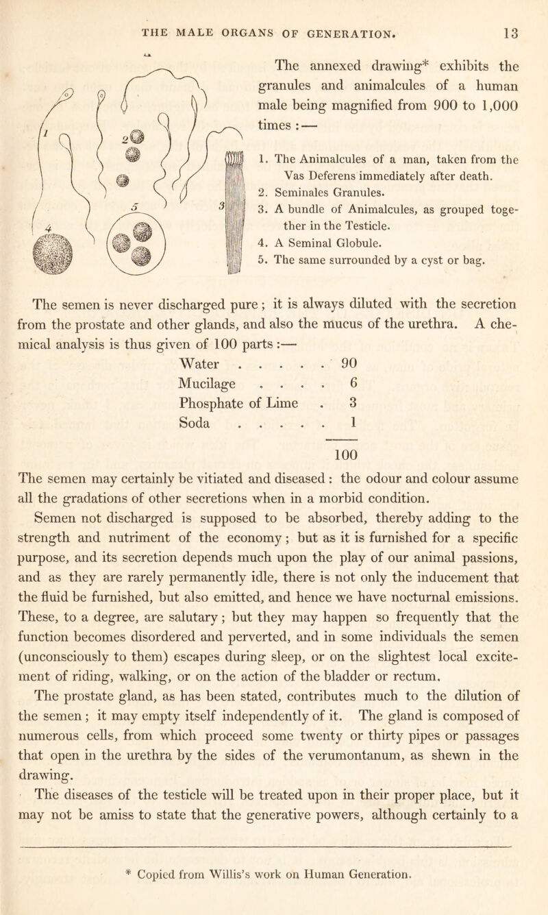 The annexed drawing* exhibits the granules and animalcules of a human male being magnified from 900 to 1,000 times : — 1. The Animalcules of a man, taken from the Vas Deferens immediately after death. 2. Seminales Granules. 3. A bundle of Animalcules, as grouped toge- ther in the Testicle. 4. A Seminal Globule. 5. The same surrounded by a cyst or bag. The semen is never discharged pure; it is always diluted with the secretion from the prostate and other glands, and also the mucus of the urethra. A che- mical analysis is thus given of 100 parts:— Water 90 Mucilage .... 6 Phosphate of Lime . 3 Soda 1 100 The semen may certainly be vitiated and diseased : the odour and colour assume all the gradations of other secretions when in a morbid condition. Semen not discharged is supposed to be absorbed, thereby adding to the strength and nutriment of the economy; but as it is furnished for a specific purpose, and its secretion depends much upon the play of our animal passions, and as they are rarely permanently idle, there is not only the inducement that the fluid be furnished, but also emitted, and hence we have nocturnal emissions. These, to a degree, are salutary; hut they may happen so frequently that the function becomes disordered and perverted, and in some individuals the semen (unconsciously to them) escapes during sleep, or on the slightest local excite- ment of riding, walking, or on the action of the bladder or rectum. The prostate gland, as has been stated, contributes much to the dilution of the semen; it may empty itself independently of it. The gland is composed of numerous cells, from which proceed some twenty or thirty pipes or passages that open in the urethra by the sides of the verumontanum, as shewn in the drawing. The diseases of the testicle will be treated upon in their proper place, but it may not be amiss to state that the generative powers, although certainly to a * Copied from Willis’s work on Human Generation.