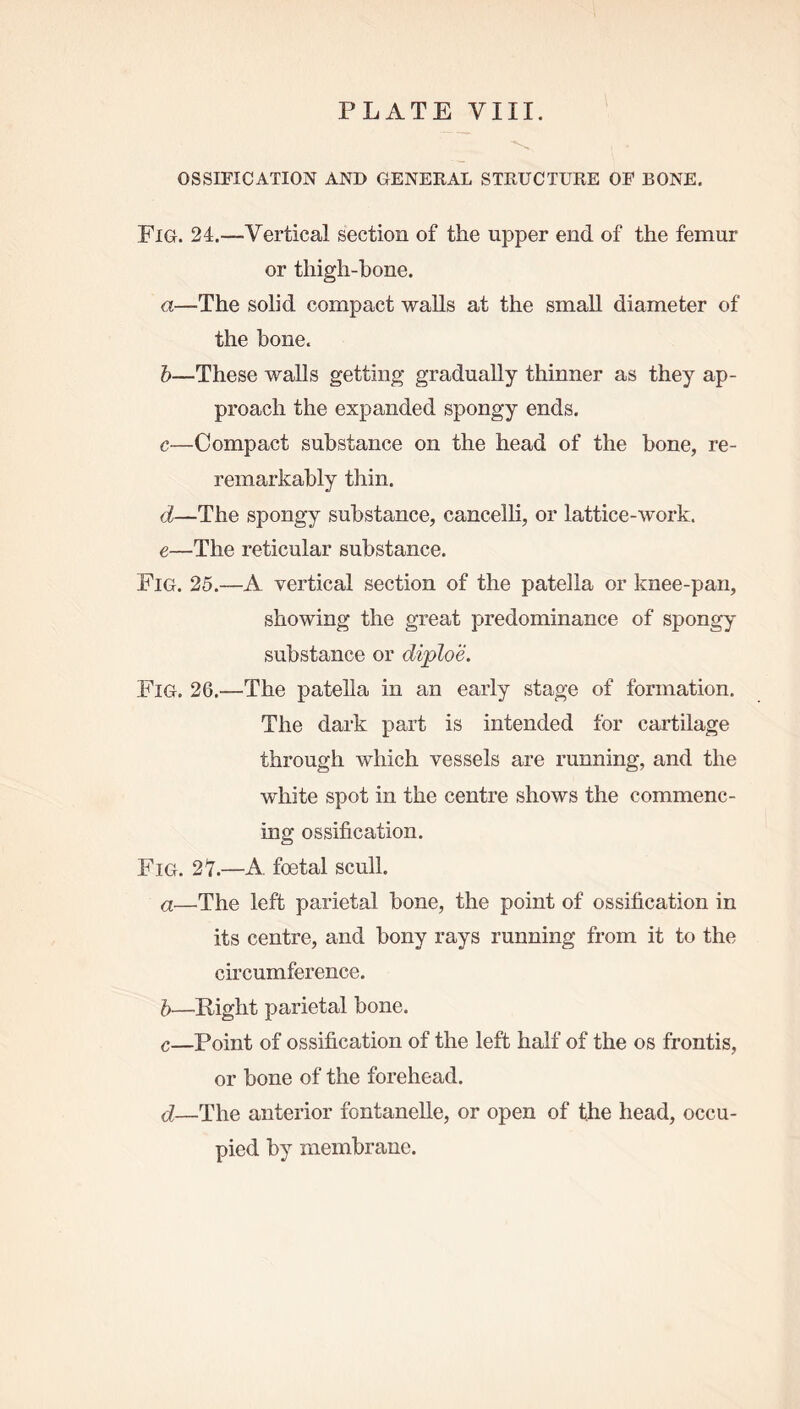 OSSIFICATION AND GENERAL STRUCTURE OF BONE. Fig. 24.—Vertical section of the upper end of the femur or thigh-bone. a—The solid compact walls at the small diameter of the bone. b—These walls getting gradually thinner as they ap- proach the expanded spongy ends. c—Compact substance on the head of the bone, re- reinarkably thin. d—The spongy substance, eancelli, or lattice-work. e—The reticular substance. Fig. 25.—A vertical section of the patella or knee-pan, showing the great predominance of spongy substance or diploe. Fig. 26.—The patella in an early stage of formation. The dark part is intended for cartilage through which vessels are running, and the white spot in the centre shows the commenc- ing ossification. Fig. 27.—A foetal scull. a—The left parietal bone, the point of ossification in its centre, and bony rays running from it to the circumference. b—Right parietal bone. c—Point of ossification of the left half of the os frontis, or bone of the forehead. d—The anterior fontanelle, or open of the head, occu- pied by membrane.