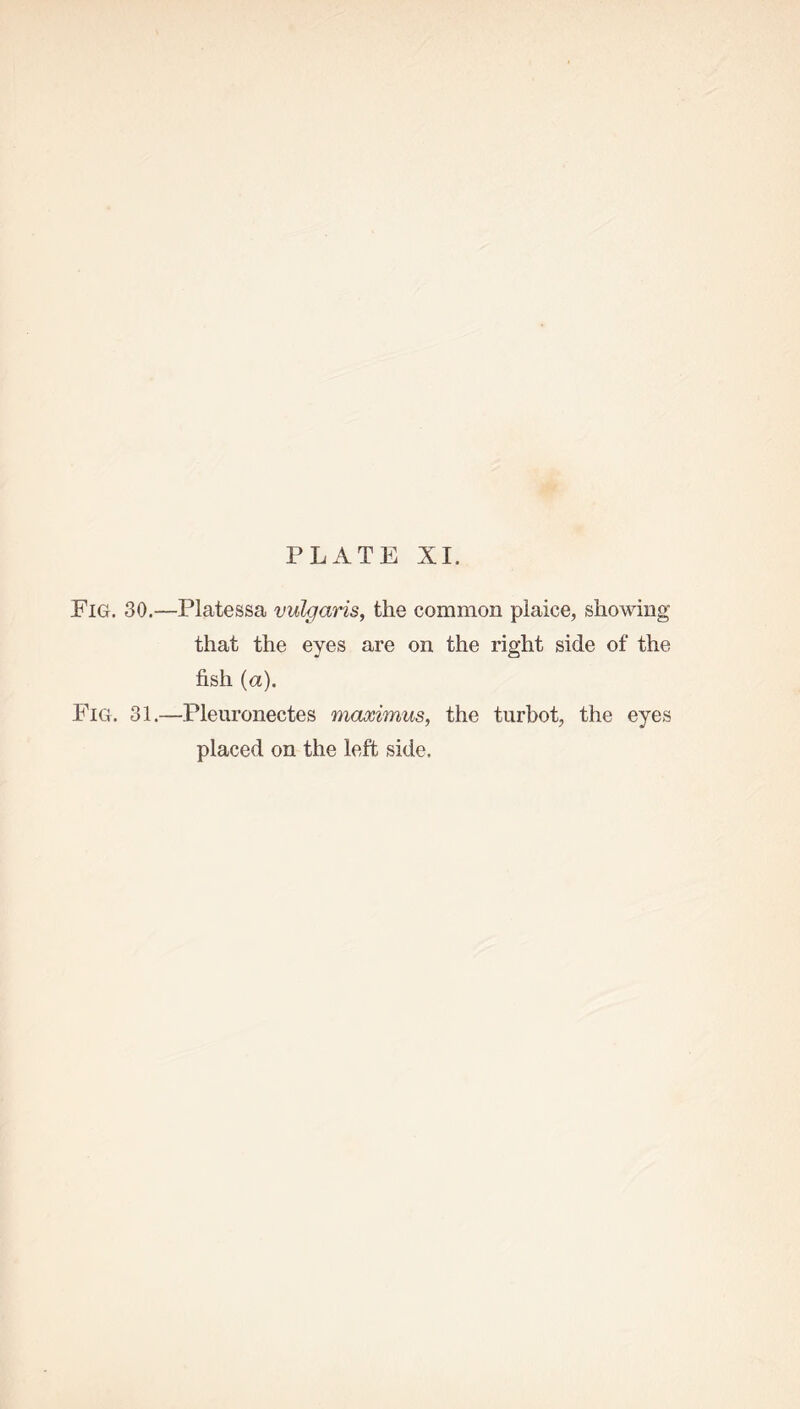 Fig. 30.—Platessa vulgaris, the common plaice, showing that the eyes are on the right side of the fish (a). Fig. 31.—Pleuronectes maximus, the turbot, the eyes placed on the left side.