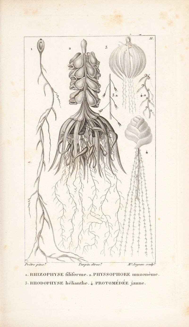 i.RHIZOPHYSE iîliforme. a.PHYSSOPHORE muzonème.