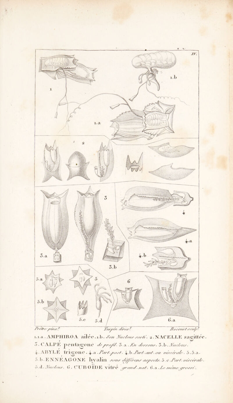 JL LJ f’rr/re />//w ? Trr/y>7/t 22e,r ? 21 o eo/f/ 'f<rci/fr 1 lia. AMPH1R0A ailéo .îb. Son JVurfrw so,//. z. NACELLE saçittee ! V* 4- Ain TjE frigone . 4;l ■ Z1*//! y/o,i2. 4-l)22//.<mf~. or/ oi<rcZ/‘<rZ> ■ 5.5 a. 5 • l> - E NNEAGONE Ivyaliil J'or/.r 2rffè/'<v/<r ajy/ecâf'. 5 . c . Prr/2-ors/'o/rr/e. 5.a. ilWw«r. (). CTTB O IDE vilré <yrrr//2. //<//. G.a . /ztè/tie. grrotfd'/'. JV.