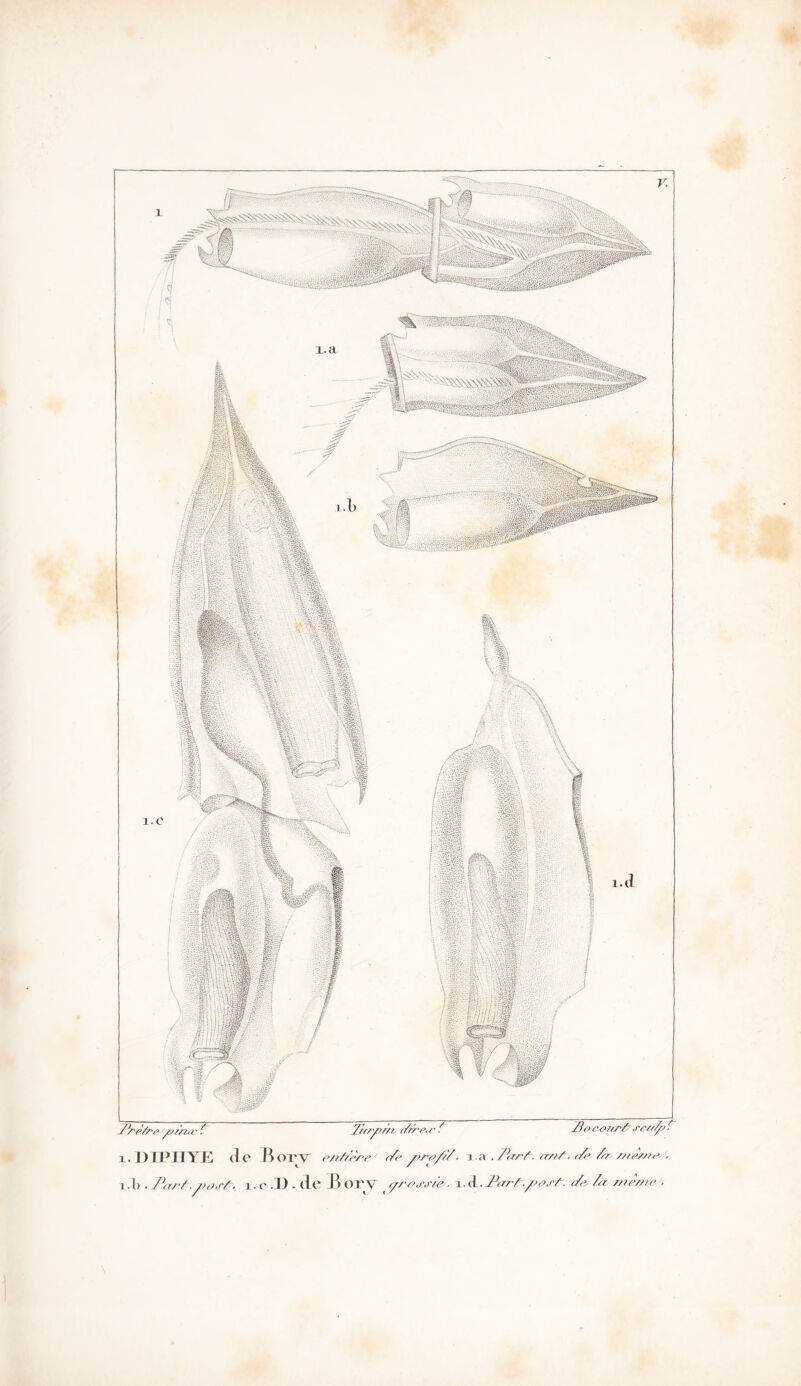 .àüüi nsi rTv rV-V'TiÀ Prè/re y//'/hc t Zioy//// dre,e / PocoT/r& scafo^ 1. DIPHYE cLe Bory e/idêre/ </e y?ro/r/. i.a .Par/-, a///-, de P ///e/re . x.l) . Par/■ y/o,r/. 1. c .D . de B OIT f yro.r.r/ê. v.à..Par/y/ox/. de /a même'.