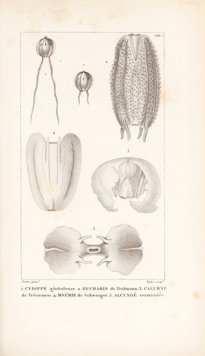 j. CVDJPPE globuleuse, d e Tréviranus . 4 • MJVEM£E 2. E LF CH A RI S de Tied manu. 3 . CA LYM \ E de Schweiœer.6. AJLCYNOÊ Termiculée.