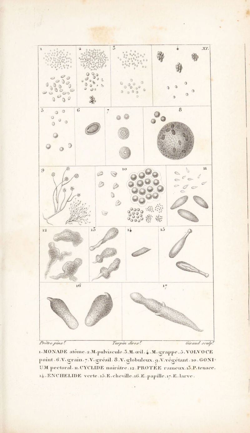 Prèfre Ÿ Turnin t/r/'pj' t~ ûiraud sou/vt 5C»*o § ^ h» £? ©> Q 0 0 »00°W)O „ 0°0° bO 00 oO Oo°r° *0°.° °°0'°<?°Df f ° J<?o0o $ a « | g w 1S^-' <^î> 10 i5 i.MONADE atome 2 .M-j)ilIviseule 3.M. œil. 4 -M. grappe . 5. Y O IA’ O CE point. 6 .V. otajii . 7 .T, grésil ■ 8 -N. o'iolmleux. q .Y. végétant. 10. G ONI- UM pectoral. u.OYCLIDE noirâtre . 12 .PROTEE l'ainenx.i3.P.tenace. 14 .ENCIIEEII)E verte .i5 .E. olieviIIe .16.E -papille .17.E - larve .