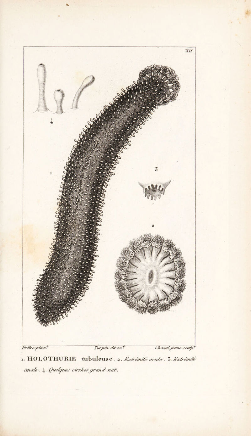x. HOLOT1IURIE tubuleuse . a . Ææ/rerm/p ora/ey. 5 . /Læ f/ é/nrfe