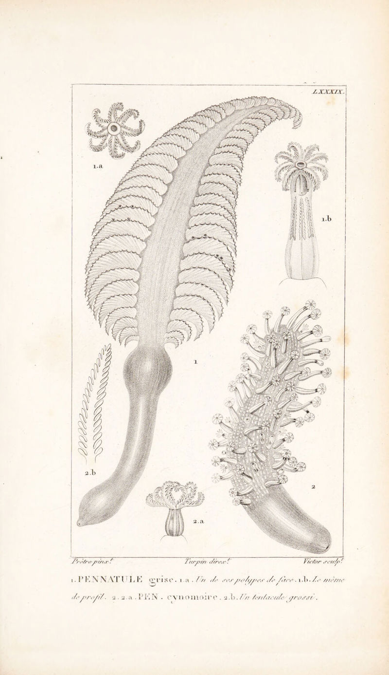 ^/ywy>/. ‘i. '2.a . !''M N . cynomoirt'. 2.1).//> fe/t/iuntle yrossr .