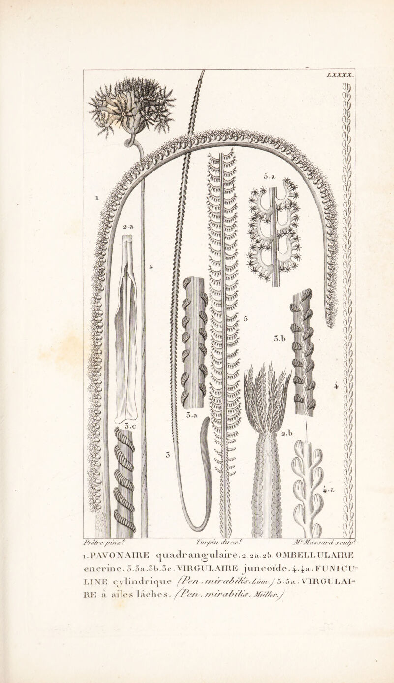 eucrnie. 3.3a.5b.3c .VLRGLJXAIRE juncoide. 4-4a • FTLNTCTJ= LIN E eyl i ml r 11] 11 e f/^/t . //t(/'<r/>f77r. /my 5.5 a . V IR OTJL AI= RE à ailes lâche s. //i7r<z7i77<r. JfûV/er.J