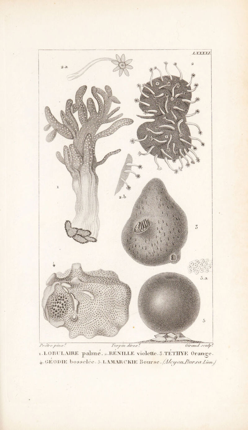 VG-v,. ^ V-V-*.*,J , x- ® » ^ *i _ ,1 j ^ ji •. A? * ••*’'**** /, *, a *'• * .?* '** * « ; - ' J J * ■ ' » *.% * **/»* >, ii.t’è v •A'-.V'-;**>%%W. f»ïr fl;-Q •v-’ ,*v ,*♦ » * •* • *'*&$;+■} Ur ; * ** r**« ^ * Wv & < tv.i Æû&f* TJ « o. ■■* v'Vv Jwjfër v,*>SæËktét'é&*'3 1#?^ Pre/re jvt/ur (riraïul j' .j.RENTREE violette L AM AR C I\1E B o n r s 3 TE THYE Orange. O . fj{/cyo/i.Jh(/\r<r Znm.J EORTTLAtRE GE O DIE bosselée