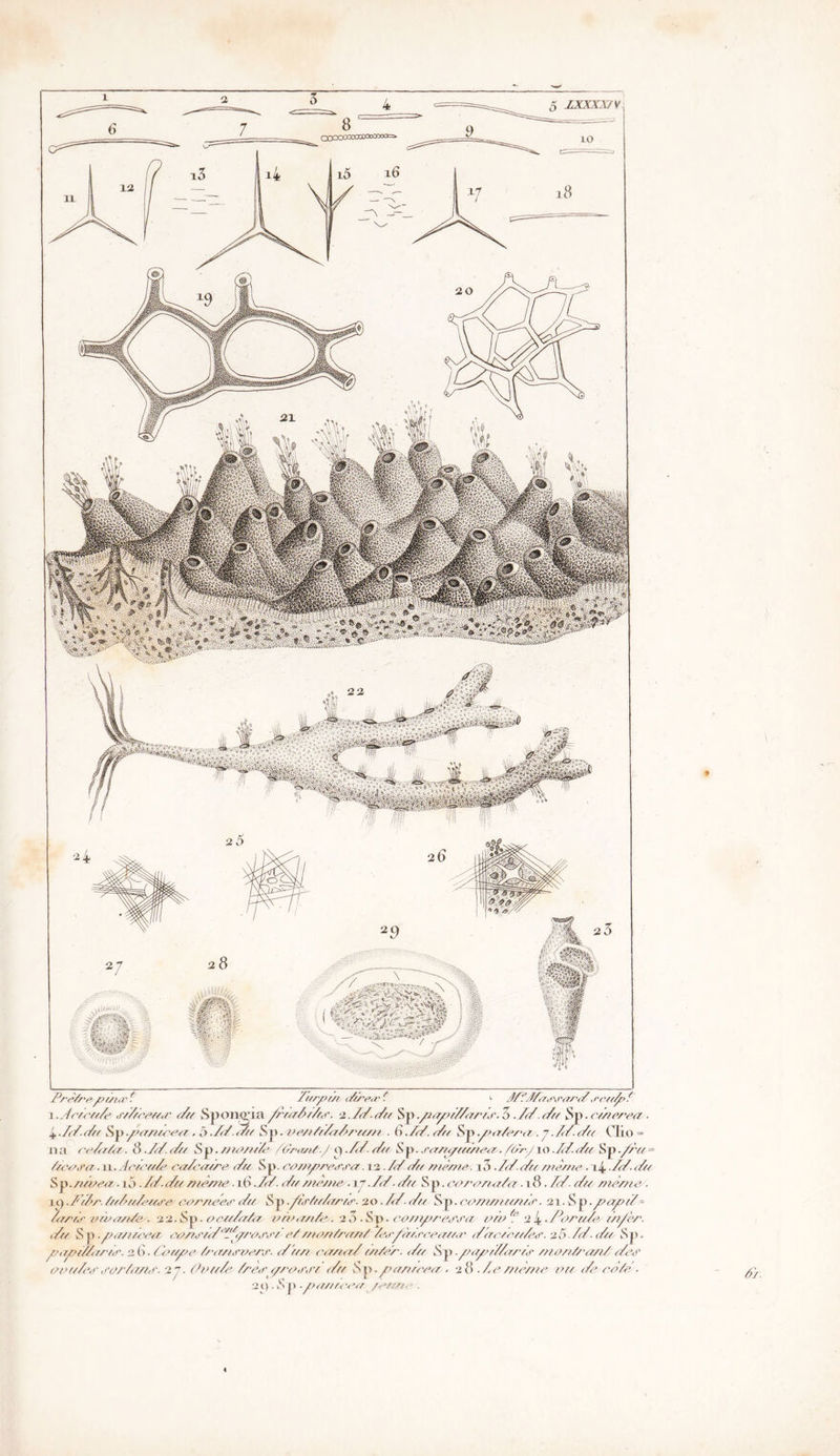 . -’ ‘'«v ,*ç* ..**• ■■'4'' î&pù** “ >v-v.\c,-;v^( ■ .* ■ '' / ^ i> f*W •'Ç^'-v_jr:^ ^VV'^ c‘«-iiVJ Prèû'cpùiœ f Zi/rpZ/i PPe<rf <■ JffÆrrjsra/'P J,ct(foZ î .Jc/cuZc .r/Z/ccu,/- Pu Sponoaa friaZ/Ztr. 2. ZP-P// Sp ./iup>PZu//.f.3 PP. Pu Sp• cZ/te/'eu . 4PPPu Sp.pu/uceu. à PP P/t Sp ■'ve/t/ZZuZru/zt ■ SPP.Pu Sp .pa/euzt . j.ZP.Pu Clio = na ceZaZa,. S PP. Pu Sp. /ttu/t/Zc /Zee/U-J p.ZZ. Pu S p- .i'u/u/u//teu./u/-y io PP.Pu Sp ./ru = /icvuu. u. Acu‘uZj calc/ure Pu Sp. ce//tp/wr.ra. 12.ZPPu meute. i3 PP Pt/ mè/tte . \l± PP Pu Sp ./uveu. u). ZP- Pu meute. 16 PP. Pu //P/ne*. vj ■ ZP - Pu S p. cureuu/a ■ 18. ZP. Pu etb/zte . li').ZPu' /uZ>uZru<re cer/teec Pu Sp./ùr/uZartr. 20 PP P/t Sp. cornu lumb'. 2i.Sp.papP= ZurP etbu/t/e .22. Sp. tteuZu/u u/b/t/tZe. 2 3. Sp. co/ttprej'j'u u/b 2 4 • ZbruZe Zu/èr. Pu Sp ■ pu/t/ceu couetP'>/jZ//'e.r,rt e/ uteu/run/ Zee/ùt.reeuu,r Pz/e/euZec. 2 5 - Zp. Pu Sp. puuiZZarZe. 2(1. ZZoupe Zrururverj'. Pu// eu/t/P tu/er. Pu Sp .//////ZZ/urtb ute/t/ra/tZ Pêt)' </»uZu<>' ,ru/Zu//,r. 27. ûuuP Zre<r ///'U,r,r/ /Z// S p. pu/t//eu . 28 . Z*e //tè/zte vit Pu rb/c . .21) . S p -p/vt/ceu /c/u/c ■ » 6l