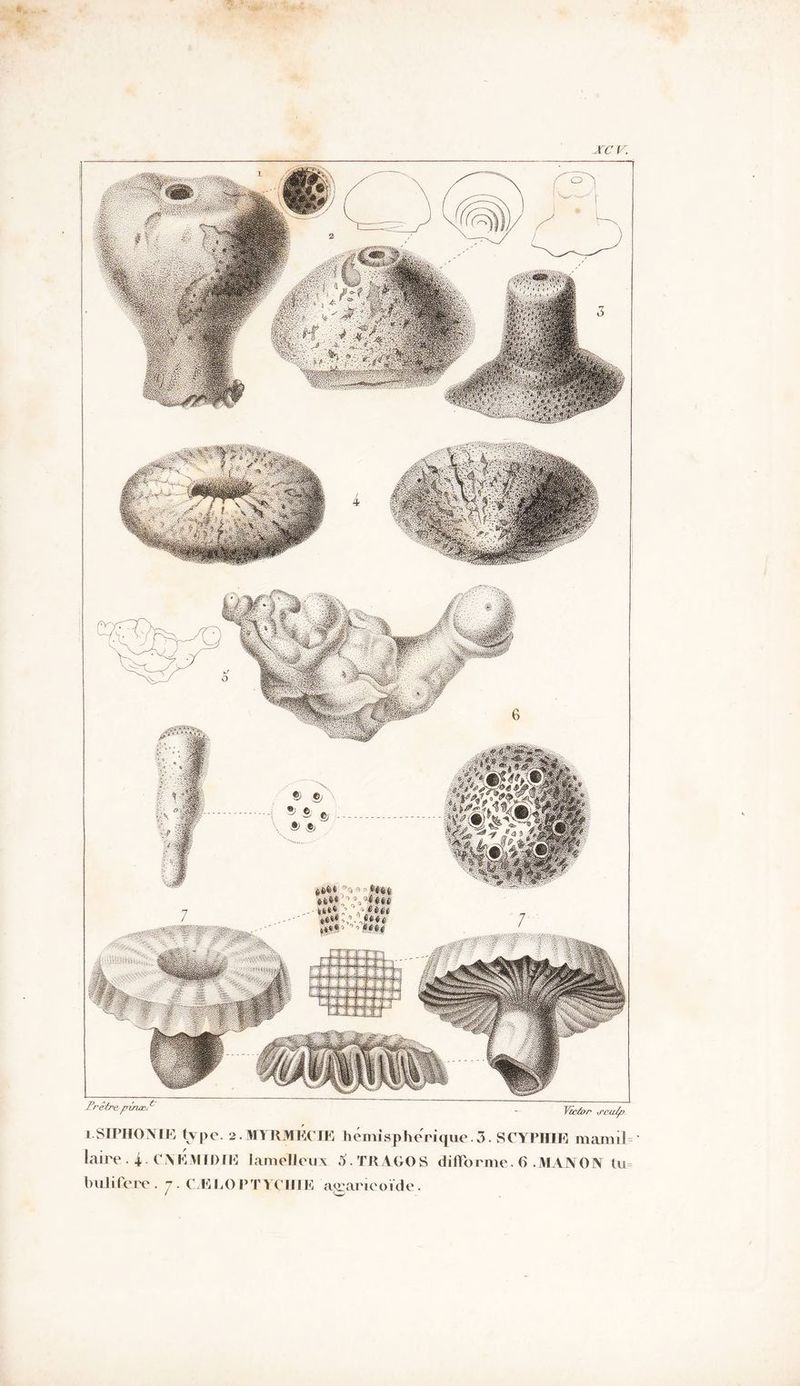 'Wt$& î type. 2.MYRMKCIE hémisphérique.3. SCYPHIR mamil IMÏDfR lamelleux 3.TRAGOS difforme. 6 .MAJ\ O TV tu CÆ LOF T YCIIIE a<rarieoi de .