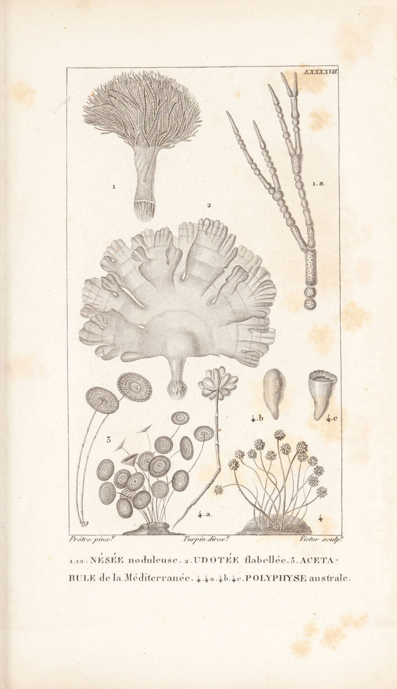 r.xxxxvÆ 2}.(7'pîn/'€/r/'eœ ? xPCts/p x.ia .TsïKSETC nodulense. a . U IJ OTEE Haludlée. 3. ACE TA. = HUI, K de la Méditerranée. 4 1^ 4i>-4c-P OLYFTTYSE australe.
