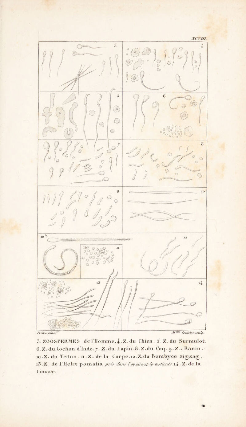 XC Vf 17. 3.ZOOSPERMES de l'Homme. |. Z. du Chien. 6. Z. du Surmulot 6.Z. du Cochon d'Inde. 7. Z. du Lapin.8.Z.du Coq. 9. Z .- Ramn . 10. Z. du Triton, n. Z. de la Carpe .12.Z-du Bombyce zit£za<r l3 . Z . de 1 Hélix pomatia pris dans dovadre'et te; testicule. l^-Z-de la Limace.