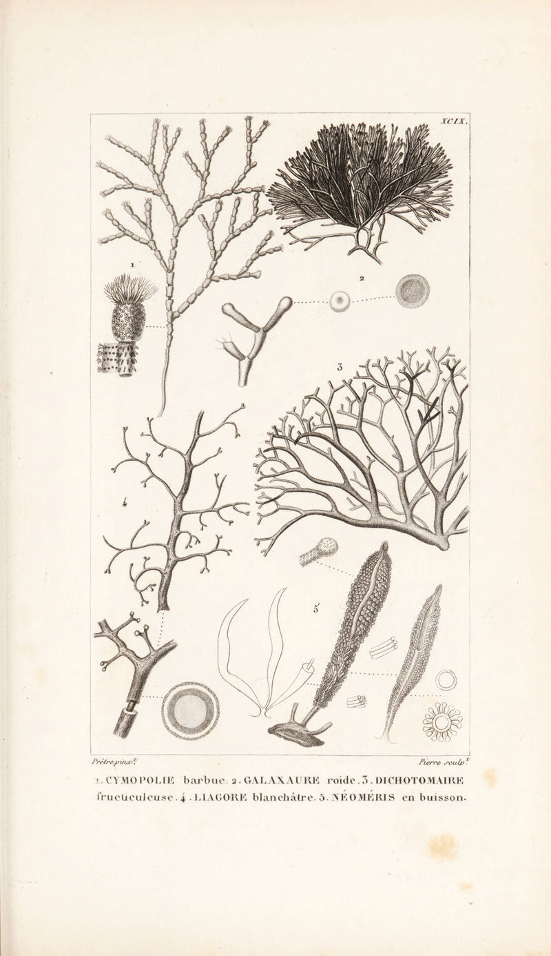 xcix. jPrêtr&piswc/; j^iesre- scuèp . i-CYMOPOLLE barbue 2 . GALAXAURE roide. 3 . DICHOTOMAIRE fruelicuJeuse. 4 • ElACORE blanchâtre. 5. JNÉOMERIS en buisson.