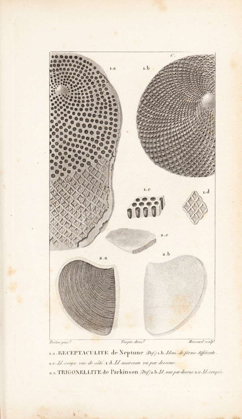 j.a . lVKi(TirTA('UIiITli JVoptuno î-l> ./f/tvtt ■ (/eforme </(ffere/iA' ■ y.<•./</■ <•<>///>/' vue <Ae co/e ■ irl ■/</ morceau vu par dessous. ■j.a .'ITvIGONJOJXJ1!^ (le Fai'JiJllvSOll (Def/ih-Id■ euëpu/'de,m/r.2.e■!<{■ coup ce .