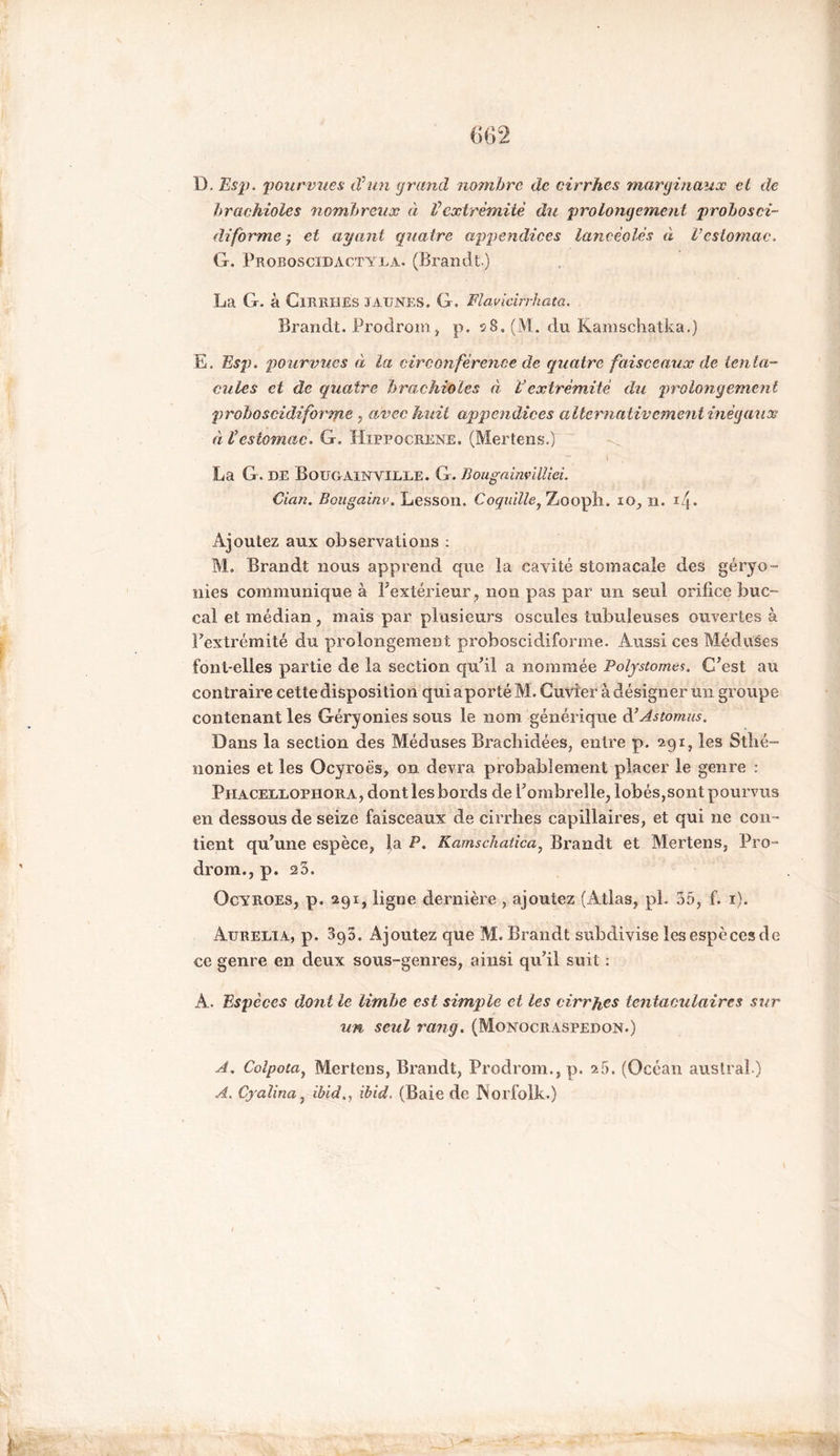 D. Esp. pourvues iVun grand nombre de cirrhes marginaux et de hrachioles nombreux à Vextrémité du prolongement probosci- diforme j et ayant quatre appendices lancéolés éi Vestomac. G. Proboscidactyla. (Brandt.) La G. à Cirrhes jaunes. G. Flavicirrhata. Brandt. Prodrom, p. 5-8, (M. du Kamschatka.) E. Esp. pourvues à la circonférence de quatre faisceaux de tenta- cules et de quatre hrachioles à Vextrémité du prolongement proboscidiforme , avec huit appendices alternativement inégaux éi Vestomac. G. Hxppocrene. (Mertens.) La G. de Bougainville. G. Bougainvilliei. Cian. Bougainv. Lesson. Coquille, Zooph. xo, n. iq. Ajoutez aux observations : M. Brandt nous apprend que la cavité stomacale des géryo- nies communique à l'extérieur, non pas par un seul orifice buc- cal et médian, mais par plusieurs oscilles tubuleuses ouvertes à l'extrémité du prolongement proboscidiforme. Aussi ces Méduses font-elles partie de la section qu'il a nommée Polpstomes. C'est au contraire cette disposition qui a porté M. Cuvier à désigner un groupe contenant les Géryonies sous le nom générique d’Astomus. Dans la section des Méduses Brachidées, entre p. 291, les Sthé- nonies et les Ocyroës, on devra probablement placer le genre : Piiacellophora, dont les bords de l’ombrelle, lobés,sont pourvus en dessous de seize faisceaux de cirrhes capillaires, et qui ne con- tient qu'une espèce, la P. Kamschatica, Brandt et Mertens, Pro- drom., p. 2 3. Ocyroes, p. 291, ligne dernière , ajoutez (Atlas, pl. 35, f. 1). Aurélia, p. 3g3. Ajoutez que M. Brandt subdivise les espèces de ce genre en deux sous-genres, ainsi qu’il suit : A. Espèces dont le limbe est simple et les cirrhes tentaculaires sur un seul rang. (Monocraspedon.) A, Colpota, Mertens, Brandt, Prodrom., p. 25. (Océan austral ) A. Cyalina, ibid., ibid. (Baie de Norfolk.)