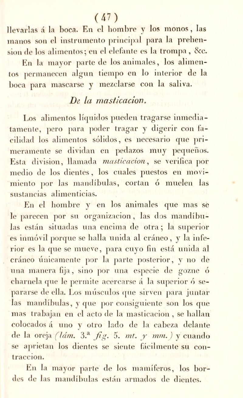 llevarlas á la boca. En el hombre y los monos, las manos son el instrumento principal para la prehen- sión de los alimentos; en el elefante es la trompa , Scc. En la mayor parte de los animales, los alimen- tos permanecen algún tiempo en lo interior de la boca para mascarse y mezclarse con la saliva. De la masticación. Los alimentos líquidos pueden tragarse inmedia- tamente, pero para poder tragar y digerir con fa- cilidad los alimentos sólidos, es necesario que pri- meramente se dividan en pedazos muy pequeños. Esta division, llamada masticación, se verifica por medio de los dientes , los cuales puestos en movi- miento por las mandíbulas, cortan ó muelen las sustancias alimenticias. En el hombre y en los animales que mas se le parecen por su organización, las dos mandíbu- las están situadas una encima de otra ; la superior es inmóvil porque se halla unida al cráneo, y la infe- rior es la que se mueve, para cuyo fin está unida al cráneo fínicamente por la parte posterior, y no de una manera fija, sino por una especie de gozne ó charnela que le permite acercarse á la superior ó se- pararse de ella. Los músculos que sirven para juntar las mandíbulas, y que por consiguiente son los que mas trabajan en el acto de la masticación , se hallan colocados á uno y otro lado de la cabeza delante de la oreja (lám. 3.a jig. 5. mt. y rnm.) y cuando se aprietan los dientes se siente fácilmente su con- tracción. En la mayor parte de los mamíferos, los bor- des de las mandíbulas están armados de dientes.