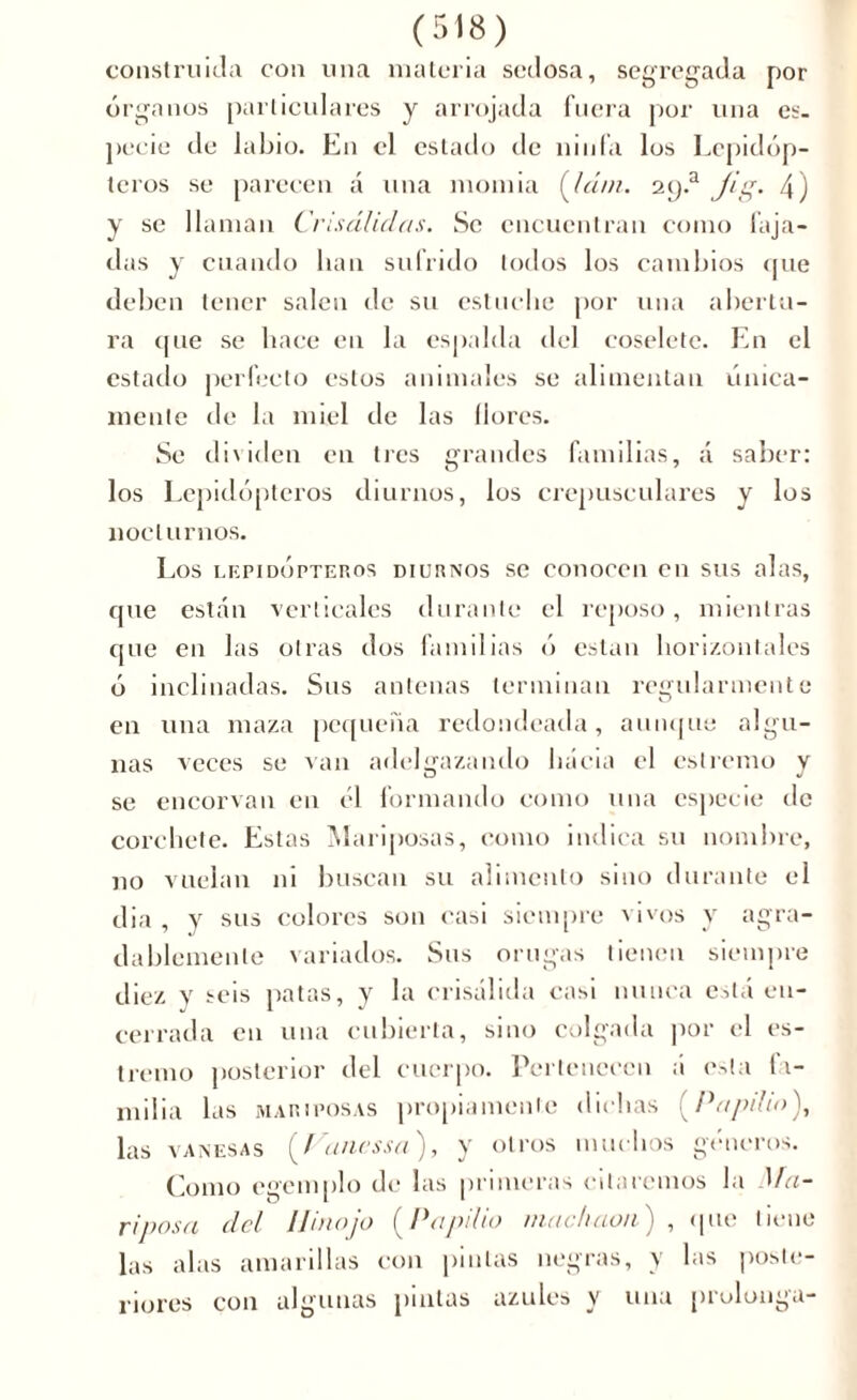 construida con una materia sedosa, segregada por órganos particulares y arrojada fuera por una es. pecie de labio. En el estado de ninfa los Lepidóp- teros se parecen á una momia (lám. 2p.a Jig. 4) y se llaman Crisálidas. Se encuentran como faja- das y cuando han sufrido todos los cambios que deben tener salen de su estuche por una abertu- ra que se hace en la espalda del coselete. En el estado perfecto estos animales se alimentan única- mente de la miel de las llores. Se dividen en tres grandes familias, á saber: los Lepidópteros diurnos, los crepusculares y los nocturnos. Los lepidópteros diurnos se conocen en sus alas, que están verticales durante el reposo, mientras que en las otras dos familias ó están horizontales ó inclinadas. Sus antenas terminan regularmente en una maza pequeña redondeada, aunque algu- nas veces se van adelgazando hacia el cstremo y se encorvan en el formando como una especie de corchete. Estas Mariposas, como indica su nombre, no vuelan ni buscan su alimento sino durante el dia , y sus colores son casi siempre vivos y agra- dablemente variados. Sus orugas tienen siempre diez v seis patas, y la crisálida casi nunca está en- cerrada en una cubierta, sino colgada por el es- tremo posterior del cuerpo. Pertenecen a esta fa- milia bis mariposas propiamente dichas (Pa/nho), las vanesas (.Vanessa), y otros muchos géneros. Como cgemplo de las primeras citaremos la Ma- riposa del Hinojo (.Papilio machaon) , que tiene las alas amarillas con pintas negras, y las poste- riores con algunas pintas azules y una prolonga-