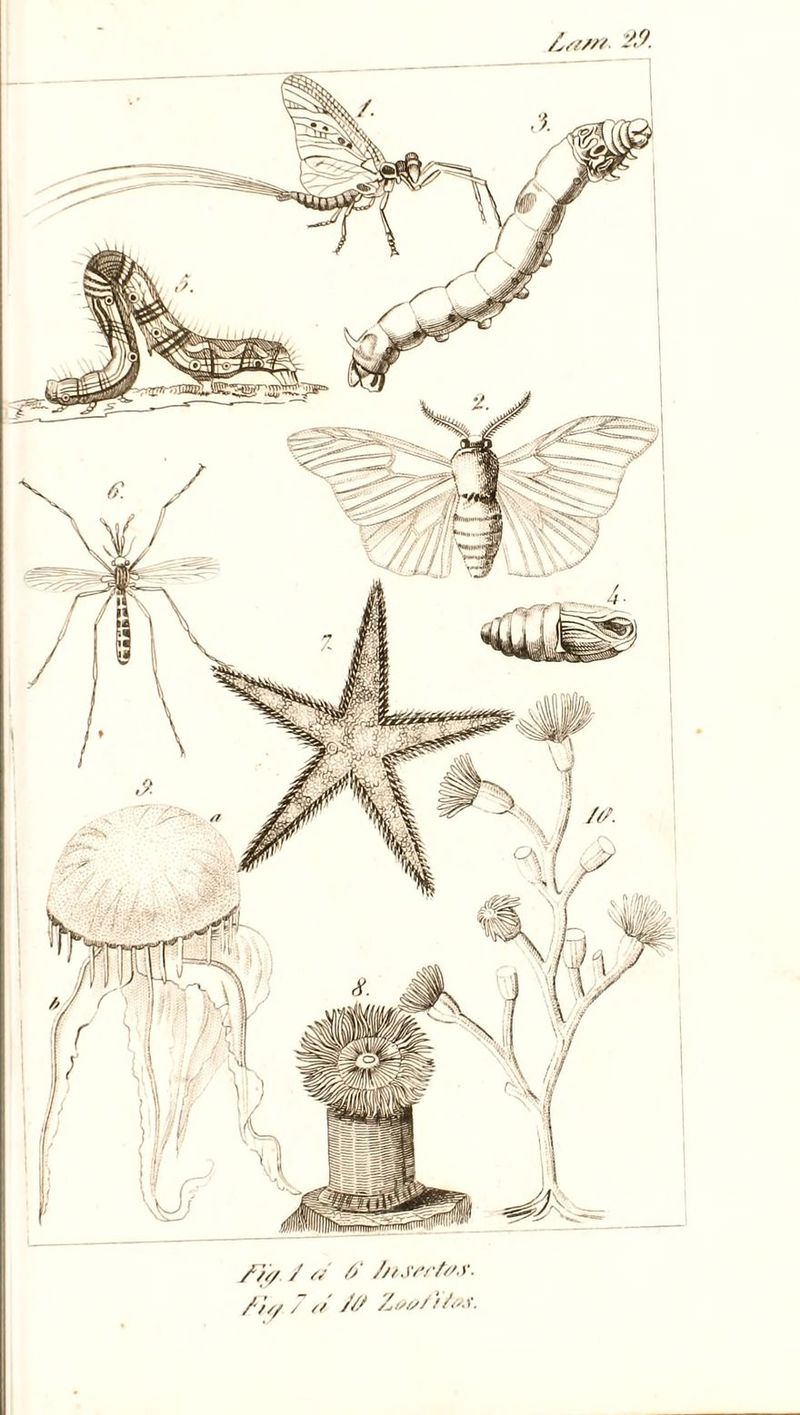 Za/rt £9. /)// / Ci 6' f/lSfctffS. /■},/ 7 ({ /// Zí>¿// /¿V.l.