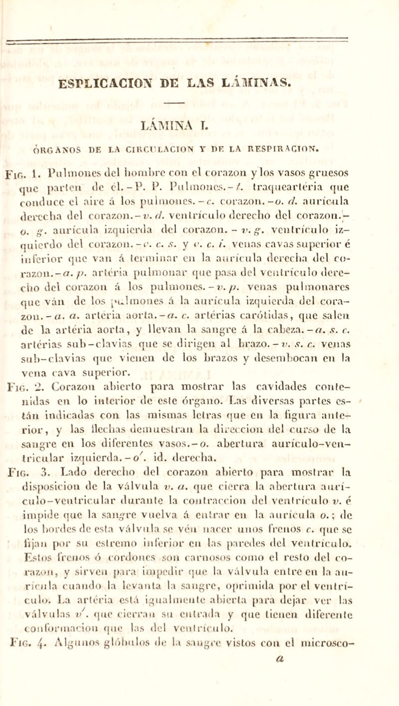 ESrLlCACÏOX DE LAS LAMINAS. LÁMINA T. ÓRGANOS DE I.A CIRCULACION Y DE LA RESPIRACION. Fig. i. Pulmones del hombre con el corazón y los vasos gruesos que parlen de él.-P. P. Pulmones.-/, traqueartéria que conduce el aire á los pulmones.-c. corazón.-o. d. aurícula derecha del corazón.-v. d. ventrículo derecho del corazón.- o. g. aurícula izquierda del corazón. - v. g. ventrículo iz- quierdo del corazón, -v. c. s. y u. c. i. venas cavas superior é inferior que van A terminar en la aurícula derecha del co- razón.-o. p. arteria pulmonar que pasa del ventrículo dere- cho del corazón á los pulmones, -v. p. venas pulmonares que van de los pulmones A la aurícula izquierda del cora- zón.-a. a. arteria aorta.-o. c. arterias carótidas, que salen de la arteria aorta, y llevan la sangre A la cabeza.-a. s. c. arterias sub-clavias que se dirigen al brazo.-v. s. c. venas sub-clavias que vienen de los brazos y desembocan en la vena cava superior. Fig. 2. Corazón abierto para mostrar las cavidades conte- nidas en lo interior de este órgano. Las diversas partes es- tán indicadas con las mismas letras que en la figura ante- rior, y las ilechas demuestran la dirección del curso de la sangre en los diferentes vasos.-o. abertura aurículo-vcn- tricular izquierda.-o . id. derecha. Fig. 3. Lado derecho del corazón abierto para mostrar la disposición de la vAlvula v. u. que cierra la abertura aurí- culo-veutricular durante la contracción del ventrículo v. é impide que la sangre vuelva A entrar en la aurícula o.; de los bordes de esta vAlvula se ven nacer unos frenos c. que se fijan por su eslremo inferior en las paredes del ventrículo. Estos frenos ó cordones son carnosos como el resto del co- razón, y sirven para impedir que la válvula entre en la au- rícula cuando la levanta la sangre, oprimida por el ventrí- culo. La arteria está igualmente abierta para dejar ver las válvulas v . «pie cierran su entrada y que tienen diferente conformación que las del ventrículo. Fig. 4* Algunos glóbulos de la sangre vistos con el microsco- a