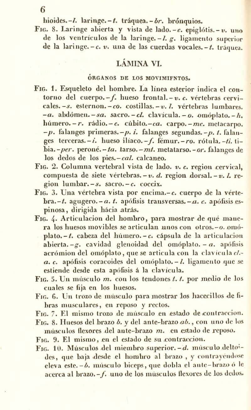 hioides.-/. laringe.-/, tráquea.-br. bronquios. Fig. 8. Laringe abierta y vista de lado.-e. epiglótis.-v. uno de los ventrículos de la laringe.-/. g. ligamento superior de la laringe.-c. v. una de las cuerdas vocales.-/, tráquea. LÁMINA VI. ÓRGANOS DE LOS MOVIMIFNTOS. Fig. 1. Esqueleto del hombre. La línea esterior indica el con- torno del cuerpo.-/. hueso frontal. - v. c. vértebras cervi- cales. -s. esternón.-co. costillas.-v. I. vértebras lumbares, -a. abdómen.-.va. sacro.-el. clavicula. - o. omóplato.-h. húmero.-r. rádio. — c. cúbito.-ca. carpo.-me. metacarpo. -//. falanges primeras.-/?./, falanges segundas, -p.t. falan- ges terceras.-/, hueso ilíaco.-/, fémur.-ro. rótula.-ti. ti- bia. -per. peroné.-ta. tarso.-mi. metatarso.-or. falanges de los dedos de los pics.-ra/. calcáneo. Fig. 2. Columna vertebral vista de lado. v. c. región cervical, compuesta de siete vértebras.-v. d. región dorsal.-o. /. le- gión lumbar.-*', sacro.-c. cóccix. Fig. 3. Una vértebra vista por encima.-c. cuerpo de la vérte- bra.-/. agugero.-a. /. apólisis transversas.-//, c. apólisis es- pinosa, dirigida hácia atrás. Fig. 4. Articulación del hombro, para mostrar de qué mane- ra los huesos movibles se articulan unos con otros.-o. omó- plato.-/. cabeza del húmero.-c. cápsula de la articulación abierta.—g. cavidad glenoidad del omóplato. - a. apólisis acrómion del omóplato, que se articularon la clavícula c/.- a. c. apófisis coracoides del omóplato.-/, ligamento que se estiende desde esta apófisis á la clavícula. Fig. 5. Un músculo m. con los tendones /. /. por medio de los cuales se fija en los huesos. Fig. 6. Un trozo de músculo para mostrar los hacecillos de fi- bras musculares, en reposo y rectos. Fig. 7. El misino trozo de músculo en estado de contracción. Fig. 8. Huesos del brazo b. y del ante-brazo ab., con uno de los músculos tlcxores del ante-brazo m. en estado de reposo. Fig. 9. El mismo, en el estado de su contracción. Fig. 10. Músculos del miembro superior.-d. músculo deltoi- des, que baja desde el hombro al brazo , y contrayéndose eleva este.-ó. músculo biceps, que dobla el anle-lirazoó le acerca al brazo.-/, uno de los músculos Uexores de los dedos.