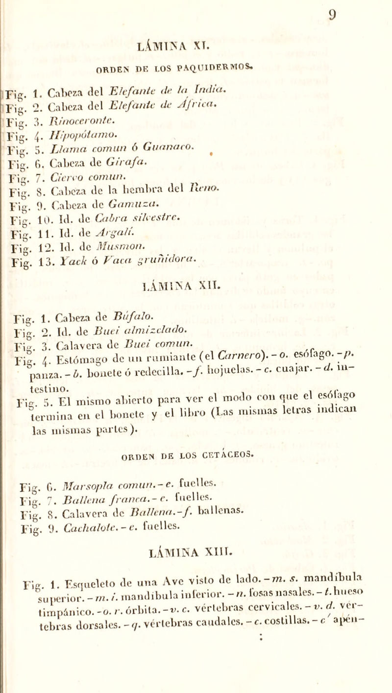 LÁMINA XL ORDEN DE I.OS PAQUIDERMOS. Y\¡r_ J. Caito?,a <lcl .EUfante de la incita. Fi''. 2. Cabeza del Elefante de JJriea. Fig. 3. Rinoceronte. Fi. 4- Hipopótamo. Fig. 5. Llanta común ó Guanaco. * Fig. fi. Cabeza de Girafa. Fig. 7. Cierro común. Fi. 8. Cabeza de la hembra del lleno. Fig. 9. Cabeza de Gamuza. Fig. 10. Id. de Caira silvestre. Fig. 11. Id. de Arsalí. Fig. 12. Id. de Musmón. Fig. 13. Yack ó Faca gruñidora. LÁMINA XII. Fig. 1. Cabeza de Búfalo. Fig. 2. Id. de Buei almizclado. Fig. 3. Calavera de Buei común. Fig L Estómago de un rumiante (el Carnero). - o. esófago, -p. panza. - b. bonete ó redecilla. -/. hojuelas.-c. cuajar.-d. in- testino. . ... Fie 5. El mismo abierto para ver el modo con (pie el esólago termina en el bonete y el libro (Las mismas letras indican las mismas parles). ORDEN DE LOS CETACEOS. Fi. G. Marsopla común.- e. fuelles. Fig. 7. Ballena franca.-c. luelles. Fig. S. Calavera de Ballena.-f. ballenas. Fig. 'J. Cachalote.- e. fuelles. lámina XII r. Fie 1. Esqueleto de una Ave visto de lado.-m. *. mandíbula superior. - rn. i. mandíbula inferior. - n. fosas nasales.- ¿.hueso timpánico, -o. r. órbita.-v. c. vértebras cervicales. - „. d. ver- tebras dorsales. - c¡. vértebras caudales. - c. costillas. - c apon