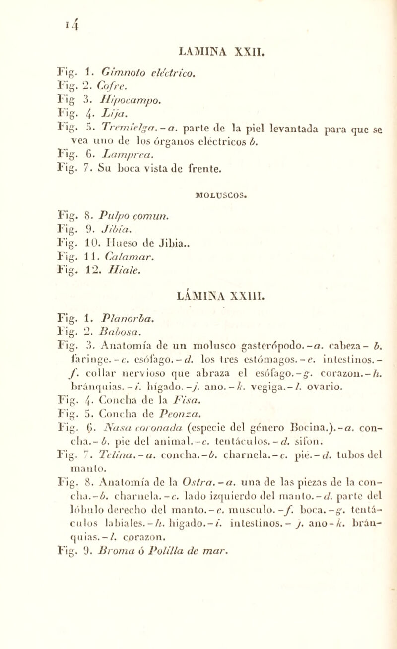 LAMINA XXII. Fig. 1. G irn.no t’o eléctrico. Fig. 2. Cofre. Fig 3. Hipocampo. Fig. 4. Lija. Fig. 5. Tremielga.-a. parle <le la piel levantada para que se vea uno de los órganos eléctricos b. Fig. G. Lamprea. Fig. 7. Su boca vista de frente. MOLUSCOS. Fig. 8. Pulpo común. Fig. 9. Jibia. Fig. 10. Hueso de Jibia.. Fig. 11. Calamar. Fig. 12. Hialc. LÁMINA XXIII. Fig. 1. Planorba. Fig. 2. Babosa. Fig. 3. Anatomía de un molusco gaslerópodo.-a. cabeza- b. faringe.-c. esófago.-d. los 1res estómagos.-e. intestinos.- collar nervioso que abraza el esófago.-gv corazón. —/<. branquias.-/, logado.-y. ano.-/o vegiga.-/. ovario. Fig. 4• Concha de la Pisa. Fig. 5. Concha de Peonza. Fig. G. Nasa coronada (especie del género Bocina.).-a. con- cha.-ó. pie del animal.-c. tentáculos.-d. sifón. Fig. 7. Telina.-a. concha.-ó. charnela.-c. pié.-tí. tubos del manto. Fig. 8. Anatomía de la Ostra. - a. una de las piezas de la con- cha. -b. charnela.-c. lado izquierdo del manto.-d. parte del lóbulo derecho del manto.-e. músculo.-/, boca.-g-. tentá- culos labiales.-h. logado.-/, intestinos.- j. ano-k. brán- quias. -/. cprazon. Fig. 9. Broma ó Polilla de mar.