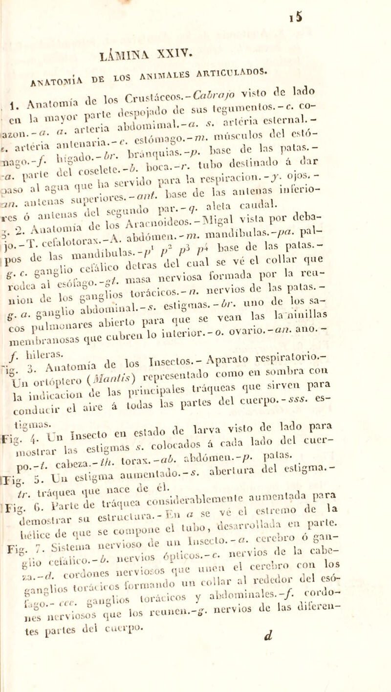 iS límite XXIV. .. riií TOS ANIMALES ARTICULADOS. ANATOMIA DE LOb * , -, ,1e los Crustáceos. - Cabra jo visto de lado 1. Anatomía de » ^ Je sus tegumentos.-c. co- CU b '“J arteria abdomimal.-a. .v. arteria esterna .- azon.-w- «■ - estómago.-ni. músculos del esto- , aricna ,„sc ,|c las patas.- „aS„.-/. JJJ‘; ' - J. laica.-r. lui» destinado 4 dar «• ral’le “in servido para la respiración.-J. o,os.- jaso al agua que - antenas mlcno- „ antenas caudal, res ó antenas de si.0.muc —IVlicral vista por deba- ?• ^'‘tbÍor^-A. tórnen.-n, mandíbulas.-^. Pal- jo.-T. cclalotoia.. 2 3 „i base de las palas.- Pos dc “¿^¿t/as del cual se ve el collar que r. gang 10 . sa nerviosa formada por la reu- r03 Je S ganglios torácicos.-,, nervios de las palas.- ./• ^'Anatomía de los Insectos.-Aparato respiratorio- >S- (Man/i1!) representado como en sombra con & tráqueas que sirven para L pries del cuerpo.-s». es- tigmas. estado jc larva visto de lado para S‘ 4¡ ,P ti estigmas ., colocados á cada lado del cuer- ‘TT cabeza-//, tórax.-«6. abdomen.-,, palas. rif-¡ Cn Sl6n.u aumentado.-r. abertura del cs„Sma.- F> “Tle r.rimtfUsIderaldememe aumentada para Fig. G. laitcuc 1 ve cl cs|rcmo Je la f^TeVue se1 compone el tubo, desarrollada en parte. Liclicc de | 1 ~ rere uro ó ern íx-~ Flg. 7. Sistema nervioso de t»l«e. ^ ¿ h clbc. C 0 , eanclios torácicos y abdominales.-/. o.do l.,go.-.<v faang uica._r. nervios de las diteren- „es nerviosos que los 1 cunen. „. tes partes del cuerpo. d