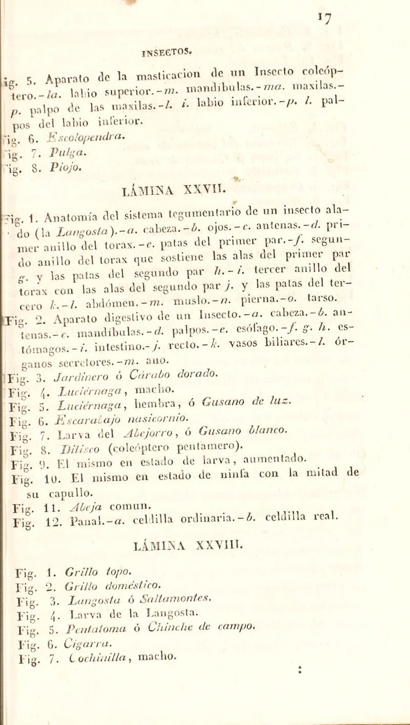 insectos. i. s. Apáralo a» retiración f, ,scr,'> 'f1'' Tc-o.-;,!. l»l.io superior.-r». nia.nm.ulas.-mo. u,«,las - • i » lolun ni í>i'inr.-/j. /. DHL- p. pH :>o <¡0 pos del labio interior. -jo. 6. Escolopendra. ig. 7. Pulga. 10 MI l luí . — % las maxilas. -/• ñ labio inferior, -p. I. pal- 3. Piojo. lámina XXVII. rig 1. Anatomía del sislema tegumentario de un insecto ala- * T' ’ i i ^ milnii'ic — / / Til’ 1 — do'(la Langosta).^. cabeza.-ó. ojos.-c antenas.-d. pri- mer anillo del tórax.-e. palas del primer pai.-/. según Jo anillo del tórax que sostiene las alas del primer pu y las patas del segundo par fi. - i. tercer anillo del tórax con las alas del segundo par j. y las palas del tei cero /,.-/• abdomen. -m. muslo.-/?, pierna.-o. tarso. F¡„ o Aparato digestivo de un Insecto.-o. cabeza.-b. an- Tenas. -c. mandíbulas.-d. palpos.-e. esólago.-/. g. fi. es- tórnagos. - ?’. intestino.-y. recto.-*, vasos biliares.-/, ór- ganos secretores.—7??. ano. Fi». 3. Jardinero ó Cárabo dorado. I i rr. / Luciérnaga , macbo. t) • - Fi-. 5. Luciérnaga, liembra, ó Gusano de luz. Fi». 6. Escarabajo nasicornio. Fig. 7. Larva del Abejorro, ó Gusano blanco. Fi» 8. Di/i co (coleóptero peutamero). Fig. 1L FI mismo en estado de larva, aumentado Jlli.aiUU v-*» » ^ *11 Fig. 1U. El mismo en estado de ninfa con la mitad de su capullo. Fig. 11. Abeja común. Fi». 12. Panal.-a. celdilla ordinaria.-ó. celdilla real. u' - LÁMINA XXVIIL Fig. 1. Grillo lopo. Fig. 2. Grillo doméstico. Fig. 3. Langosta ó Saltamontes. Fig. 4- Larva de la Langosta. Fi» 5. Pentatoma ó Chinche de campo. Fig. 6. Cigarra.