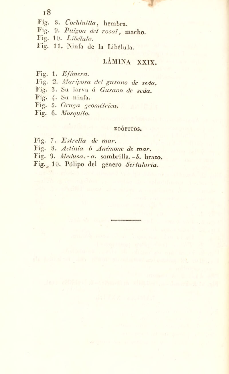 Fig. 8. Cochinilla, hembra, hig. 0. Pulgón del rosal, macho. Fig. 10. Libélula. Fig. 11. Ninfa de la Libélula. LÁMINA XXIX. Fig. 1. Pf¡mer a. Fig. 2. Mariposa cid gusano de seda. Fig. 3. Su larva ó Gusano de seda. Fig. 4- Su ninfa. Fig. 5. Oruga geométrica. Fig. 6. Mosquito. ZOÓFITOS. Fig. 7. P,s!relia de mar. Fig. 8. Actinia ó Anémone de mar. Fig. 9. Medusa.-a. sombrilla.-b. brazo. Fig. _ 10. Pólipo del genero Sertularia.