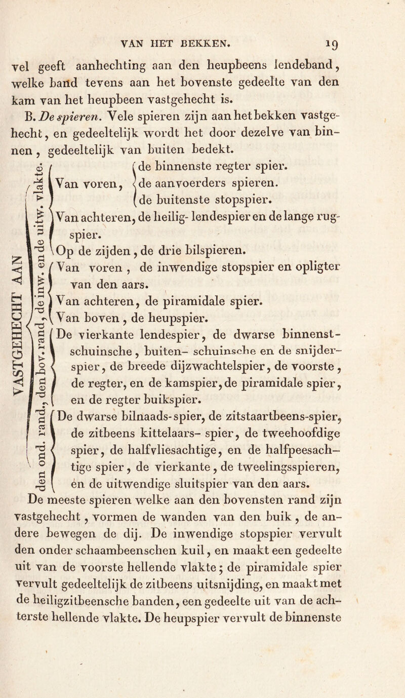 nen vel geeft aanhechting aan den heupbeens lendeband, welke band tevens aan het bovenste gedeelte van den kam van het heupbeen vastgehecht is. B, De spieren. Vele spieren zijn aanhetbekken vastge- hecht, en gedeeltelijk wordt het door dezelve van bin- , gedeeltelijk van buiten bedekt. 6 ( (de binnenste regter spier. |Van voren, <de aanvoerders spieren. ^ J (de buitenste stopspier. ^ ] Van achteren, de heilig- lendespier en de lange rug- spier. Op de zijden, de drie bilspieren. Van voren , de inwendige stopspier en opligter van den aars. Van achteren, de piramidale spier. & <1 na rt OJ £ ti H H o Van boven , de heupspier. ö / De vierkante lendespier, de dwarse binnenst - schuinsche, buiten- schuinsche en de snijder- spier, de breede dijzwachtelspier, de voorste , de regter, en de kamspier,de piramidale spier, en de regter buikspier. De dwarse bilnaads-spier, de zitstaartbeens-spier, de zitbeens kittelaars- spier, de tweehoofdige spier, de half vliesachtige, en de halfpeesach— tige spier, de vierkante , de tweelingsspieren, én de uitwendige sluitspier van den aars. De meeste spieren welke aan den bovensten rand zijn vastgehecht , vormen de wanden van den buik , de an- dere bewegen de dij. De inwendige stopspier vervult den onder schaambeenschen kuil, en maakt een gedeelte uit van de voorste hellende vlakte ; de piramidale spier vervult gedeeltelijk de zitbeens uitsnijding, en maakt met de heiligzitbeensche banden, een gedeelte uit van de ach- terste hellende vlakte. De heupspier vervult de binnenste