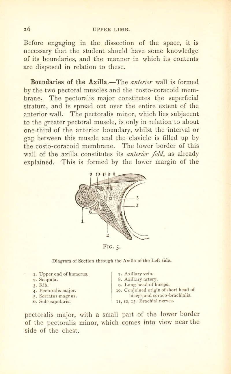 Before engaging in the dissection of the space, it is necessary that the student should have some knowledge of its boundaries, and the manner in which its contents are disposed in relation to these. Boundaries of the Axilla.—The anterior wall is formed by the two pectoral muscles and the costo-coracoid mem¬ brane. The pectoralis major constitutes the superficial stratum, and is spread out over the entire extent of the anterior wall. The pectoralis minor, which lies subjacent to the greater pectoral muscle, is only in relation to about one-third of the anterior boundary, whilst the interval or gap between this muscle and the clavicle is filled up by the costo-coracoid membrane. The lower border of this wall of the axilla constitutes its anterior fold, as already explained. This is formed by the lower margin of the Diagram of Section through the Axilla of the Left side. 1. LTpper end of humerus. 2. Scapula. 3. Rib. 4. Pectoralis major. 5. Serratus magnus. 6. Subscapularis. 7. Axillary vein. 8. Axillary artery. 9. Long head of biceps. 10. Conjoined origin of short head of biceps and coraco-brachialis. 11, 12, 13 . Brachial nerves. pectoralis major, with a small part of the lower border of the pectoralis minor, which comes into view near the side of the chest.