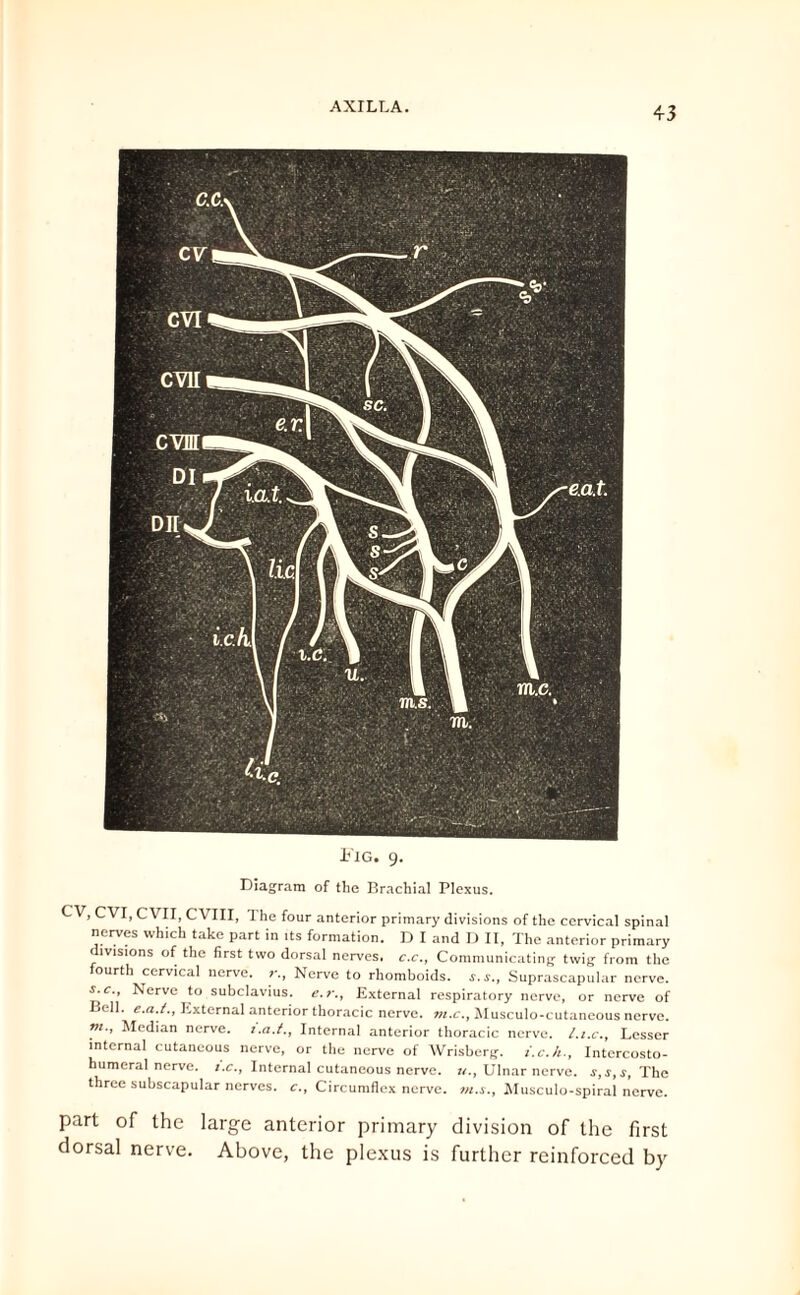 Fig. 9. Diagram of the Brachial Plexus. CV, CVI, CVII, CVIII, 1 he four anterior primary divisions of the cervical spinal nerves which take part in its formation. D I and IJ II, The anterior primary ivisions of the first two dorsal nerves, c.c., Communicating twig from the fourth cervical nerve. Nerve to rhomboids, r.*., Suprascapular nerve. s.c., Nerve to subclavius. e. External respiratory nerve, or nerve of Bell, e.a.t., External anterior thoracic nerve, nt.c., Musculo-cutaneous nerve. m., Median nerve, t.a.t., Internal anterior thoracic nerve, l.i.c., Lesser internal cutaneous nerve, or the nerve of Wrisberg. i.e.h., Intercosto- humeral nerve, i.c., Internal cutaneous nerve, u., Ulnar nerve. s,s,s, The three subscapular nerves, c., Circumflex nerve, m.s., Musculo-spiral nerve. part of the large anterior primary division of the first dorsal nerve. Above, the plexus is further reinforced by