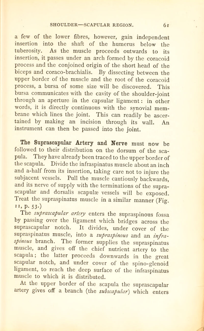 a few of the lower fibres, however, gain independent insertion into the shaft of the humerus below the tuberosity. As the muscle proceeds outwards to its insertion, it passes under an arch formed by the coracoid process and the conjoined origin of the short head of the biceps and coraco-brachialis. By dissecting between the upper border of the muscle and the root of the coracoid process, a bursa of some size will be discovered. This bursa communicates with the cavity of the shoulder-joint through an aperture in the capsular ligament: in other words, it is directly continuous with the synovial mem¬ brane which lines the joint. This can readily be ascer¬ tained by making an incision through its wall. An instrument can then be passed into the joint. The Suprascapular Artery and Nerve must now be followed to their distribution on the dorsum of the sca¬ pula. They have already been traced to the upper border of the scapula. Divide the infraspinatus muscle about an inch and a-half from its insertion, taking care not to injure the subjacent vessels. Pull the muscle cautiously backwards, and its nerve of supply with the terminations of the supra¬ scapular and dorsalis scapula; vessels will be exposed. Treat the supraspinatus muscle in a similar manner (Fig. ii, P- 53-) The suprascapular artery enters the supraspinous fossa by passing over the ligament which bridges across the suprascapular notch. It divides, under cover of the supraspinatus muscle, into a supraspinous and an infra- spinous branch. The former supplies the supraspinatus muscle, and gives off the chief nutrient artery to the scapula; the latter proceeds downwards in the great scapular notch, and under cover of the spino-glenoid ligament, to reach the deep surface of the infraspinatus muscle to which it is distributed. At the upper border of the scapula the suprascapular artery gives off a branch (the subscapular) which enters