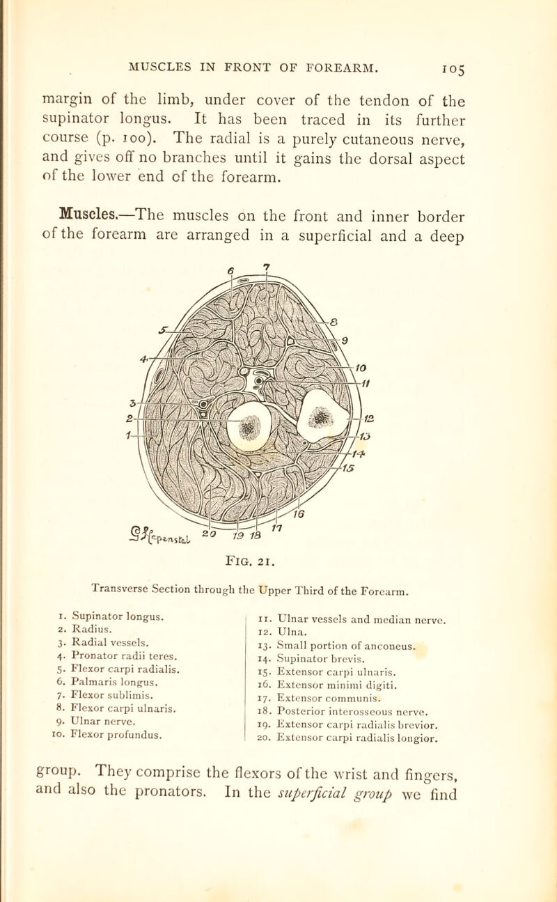 margin of the limb, under cover of the tendon of the supinator longus. It has been traced in its further course (p. 100). The radial is a purely cutaneous nerve, and gives oft no branches until it gains the dorsal aspect of the lower end of the forearm. Muscles.—The muscles on the front and inner border of the forearm are arranged in a superficial and a deep Transverse Section through the Upper Third of the Forearm. 1. Supinator longus. 2. Radius. 3. Radial vessels. 4. Pronator radii teres. 5. Flexor carpi radialis. 6. Palmaris longus. 7. Flexor sublimis. 8. Flexor carpi ulnaris. 9. Ulnar nerve. 10. Flexor profundus. 11. Ulnar vessels and median nerve. 12. Ulna. 13. Small portion of anconeus. 14. Supinator brevis. 15. Extensor carpi ulnaris. 16. Extensor minimi digiti. 17. Extensor communis. 18. Posterior interosseous nerve. 19. Extensor carpi radialis brevior. 20. Extensor carpi radialis longior. group. They comprise the flexors of the wrist and fingers, and also the pronators. In the superficial group we find