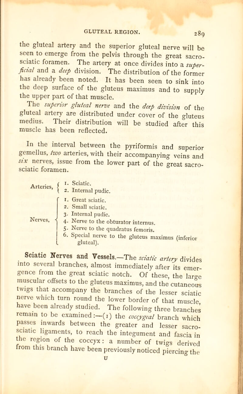 the gluteal artery and the superior gluteal nerve will be seen to emerge from the pelvis through the great sacro- sciatic foramen. The artery at once divides into a super¬ ficial and a deep division. The distribution of the former has already been noted. It has been seen to sink into the deep surface of the gluteus maximus and to supply the upper part of that muscle. The superior gluteal nerve and the deep division of the gluteal artery are distributed under cover of the gluteus medius. Their distribution will be studied after this muscle has been reflected. In the interval between the pyriformis and superior gemellus, two arteries, with their accompanying veins and six nerves, issue from the lower part of the great sacro- sciatic foramen. Arteries, Nerves, « 1. Sciatic. 2. Internal pudic. 1. Great sciatic. 2. Small sciatic. 3. Internal pudic. 4. Nerve to the obturator intemus. 5. Nerve to the quadratus femoris. 6. Special nerve to the gluteus maximus (inferior gluteal). Sciatic Nerves and Vessels.-The sciatic artery divides into several branches, almost immediately after its emer¬ gence from the great sciatic notch. Of these, the larve muscular offsets to the gluteus maximus, and the cutaneous twigs that accompany the branches of the lesser sciatic nerve which turn round the lower border of that muscle have been already studied. The following three branches remam to be examined) the coccygeal branch which passes inwards between the greater and lesser sacro- sciat.c ligaments, to reach the integument and fascia in the region of the coccyx: a number of twigs derived irom this branch have been previously noticed piercing the u 0