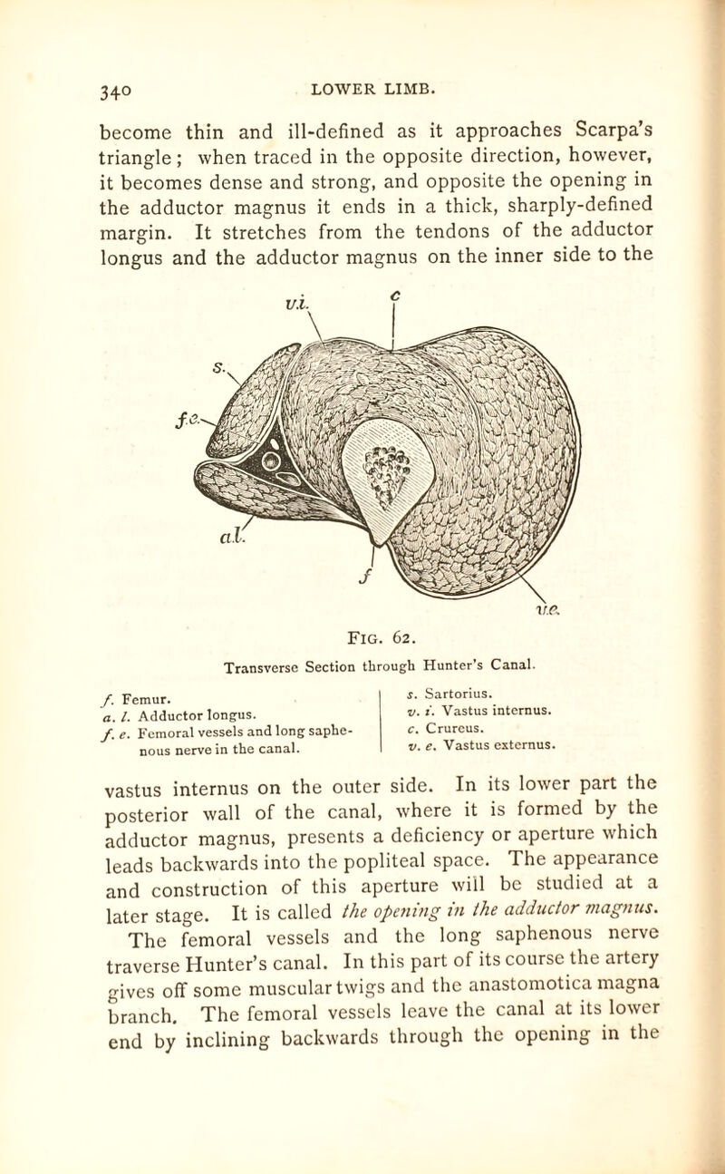 34° become thin and ill-defined as it approaches Scarpa’s triangle; when traced in the opposite direction, however, it becomes dense and strong, and opposite the opening in the adductor magnus it ends in a thick, sharply-defined margin. It stretches from the tendons of the adductor longus and the adductor magnus on the inner side to the Fig. 62. Transverse Section through Hunter's Canal. f. Femur. a. 1. Adductor longus. f. e. Femoral vessels and long saphe nous nerve in the canal. s. Sartorius. v. i. Vastus internus. c. Crureus. v. e. Vastus externus. vastus internus on the outer side. In its lower part the posterior wall of the canal, where it is formed by the adductor magnus, presents a deficiency or aperture which leads backwards into the popliteal space. The appearance and construction of this aperture will be studied at a later stage. It is called the opening in the adductor magnus. The femoral vessels and the long saphenous nerve traverse Hunter’s canal. In this part of its course the artery gives off some muscular twigs and the anastomotica magna branch. The femoral vessels leave the canal at its lower end by inclining backwards through the opening in the