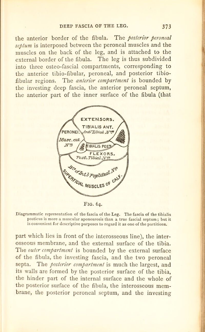 the anterior border of the fibula. The posterior peroneal septum is interposed between the peroneal muscles and the muscles on the back of the leg, and is attached to the external border of the fibula. The leg is thus subdivided into three osteo-fascial compartments, corresponding to the anterior tibio-fibular, peroneal, and posterior tibio¬ fibular regions. The anterior compartment is bounded by the investing deep fascia, the anterior peroneal septum, the anterior part of the inner surface of the fibula (that Fig. 64. Diagrammatic representation of the fascia of the Leg. The fascia of the tibialis posticus is more a muscular aponeurosis than a true fascial septum; but it is convenient for descriptive purposes to regard it as one of the partitions. part which lies in front of the interosseous line), the inter¬ osseous membrane, and the external surface of the tibia. The outer compartment is bounded by the external surface of the fibula, the investing fascia, and the two peroneal septa. The posterior compartment is much the largest, and its walls are formed by the posterior surface of the tibia, the hinder part of the internal surface and the whole of the posterior surface of the fibula, the interosseous mem¬ brane, the posterior peroneal septum, and the investing