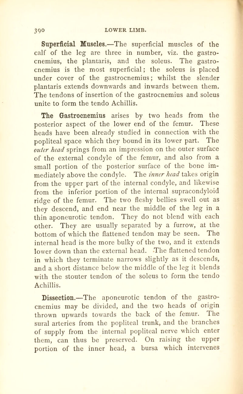 Superficial Muscles.—The superficial muscles of the calf of the leg are three in number, viz. the gastro¬ cnemius, the plantaris, and the soleus. The gastro¬ cnemius is the most superficial; the soleus is placed under cover of the gastrocnemius; whilst the slender plantaris extends downwards and inwards between them. The tendons of insertion of the gastrocnemius and soleus unite to form the tendo Achillis. The Gastrocnemius arises by two heads from the posterior aspect of the lower end of the femur. These heads have been already studied in connection with the popliteal space which they bound in its lower part. The outer head springs from an impression on the outer surface of the external condyle of the femur, and also from a small portion of the posterior surface of the bone im¬ mediately above the condyle. The inner head takes origin from the upper part of the internal condyle, and likewise from the inferior portion of the internal supracondyloid ridge of the femur. The two fleshy bellies swell out as they descend, and end near the middle of the leg in a thin aponeurotic tendon. They do not blend with each other. They are usually separated by a furrow, at the bottom of which the flattened tendon may be seen. The internal head is the more bulky of the two, and it extends lower down than the external head. The flattened tendon in which they terminate narrows slightly as it descends, and a short distance below the middle of the leg it blends with the stouter tendon of the soleus to form the tendo Achillis. Dissection.—The aponeurotic tendon of the gastro¬ cnemius may be divided, and the two heads of origin thrown upwards towards the back of the femur. The sural arteries from the popliteal trunk, and the branches of supply from the internal popliteal nerve which enter them, can thus be preserved. On raising the upper portion of the inner head, a bursa which intervenes