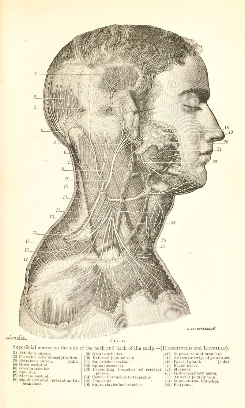 Superficial nerves on the side of the neck and back of the scalp.—(Hirschfeld and Leveille). (1) Attollens aurein. (2) Posterior belly of occipito-fron- (3) Retrahens aurew. [taliB. (4) Great occipital. (5) Great auricular. (0) Splenius. t7) Sterno-mastoid. (8) Small occipital (preseut as two branches). (9) Great auricular. (10) External jugular vein. (Ill Superficial cervical. (12) Spinal accessory. (13) Descending branches of cervical plexus. (14) Cervical branches to trapezius. (15) Trapezius. (16) Supra-clavicular branches. (17) Supra-acromial branches. (18) Auricular twigs of great auri- (19) Parotid gland. [cular. (20) Facial nerve. (21) Masseti-r. () Infra-inaxillary nerve. (23) Anterior Jugular vein. (24) Supra-sterual branches. (25) Platysma.