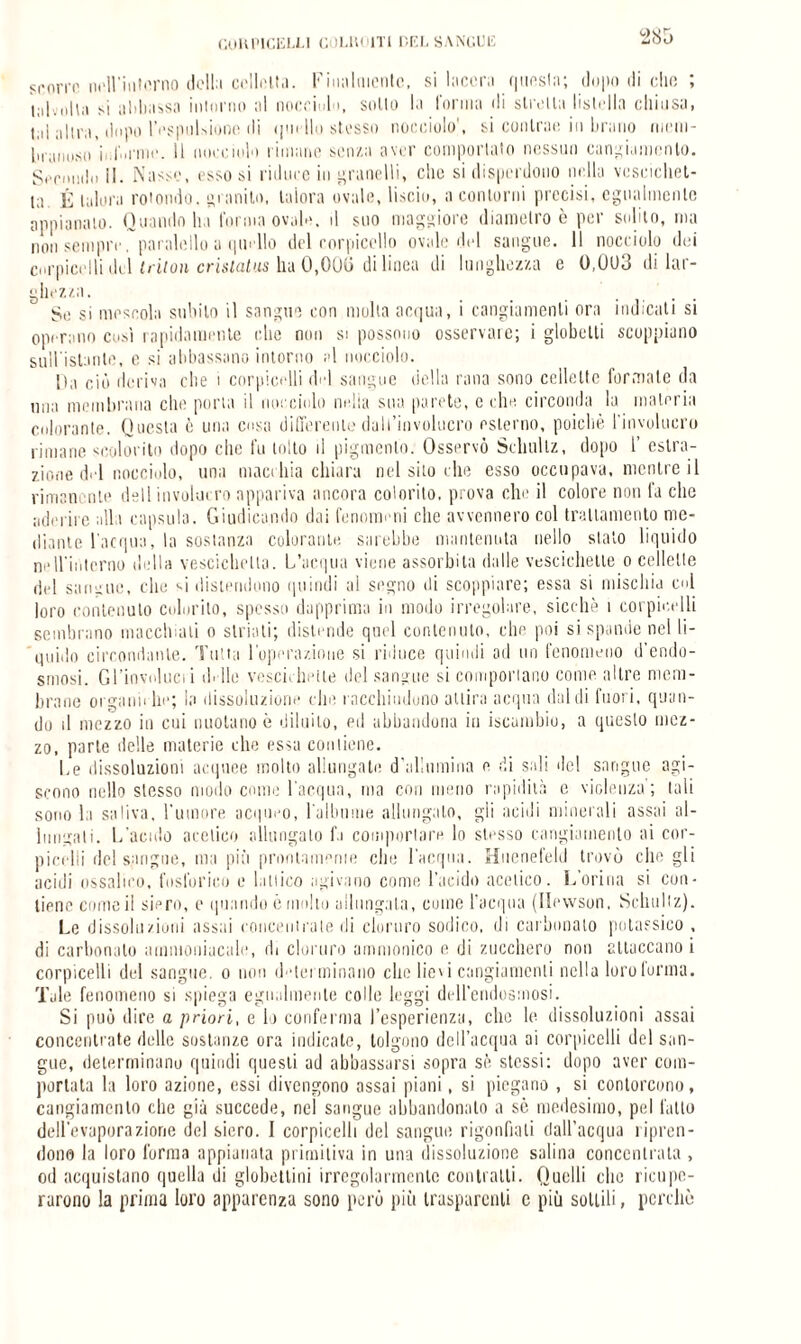 scorro iirH'iiiterno dell:» colletta. Finalmente, si lacera questa; dopo ili elio ; l;»|volVa si aliliassa intorno al nocciol i, sello la 1 orma di stretta listello chiosa, tal altra, dopo l'espulsione di <jm Ilo stesso nocciolo', si contrae in brano inom¬ bra,iosa ii.forme, li nocciolo rimane senza aver comportato nessun cangiamento. Secondo li. Nasse, esso si riduce in granelli, clic si disperdono nella vescichet¬ ta. É talora rotondo, granito, talora ovale, liscio, a contorni precisi, egualmente appianalo. Quando ha forma ovale, d suo maggiore diametro è per solito, ma non sempre, paralollo a quello del corpicello ovale del sangue. Il nocciolo dei cnrpicelli del Iriion crislatus ha 0,00(i di linea di lunghezza e 0,003 di lar¬ ghezza. _ ' ... . Se si mescola subito il sangue con molta acqua, i cangiamenti ora indicati si operano cosi rapidamente clic non si possono osservare; i globetti scoppiano sull'istante, e si abbassano intorno al nocciolo. Da ciò deriva che i cnrpicelli del sangue della rana sono cellette formate da una membrana che porla il nocciolo nella sua parete, c che circonda la materia colorante. Questa c una cosa differente dall’involucro esterno, poiché l'involucro rimane scolorito dopo clic fu tolto il pigmento. Osservò Schultz, dopo 1’ estra¬ zione del nocciolo, una macchia chiara nel silo che esso occupava, mentre il rimanente dell involucro appariva ancora colorito, prova che il colore non fa clic aderire alla capsula. Giudicando dai fenomeni che avvennero col trattamento me¬ diante l’acqua, la sostanza colorante, sarebbe mantenuta nello stalo liquido ne 11*ilitorno della vescichetta. L’acqua viene assorbita dalle vescichette o cellette del sangue, che si distendono quindi al segno ili scoppiare; essa si mischia col loro contenuto colorito, spesso dapprima in modo irregolare, sicché i corpieelli sembrano macchiali o striati; distende quel contenuto, che poi si spande nel li¬ quido circondante. Tutta l’operazione si riduce quindi ad un fenomeno d'endo¬ smosi. Gl’involucii ili-ile vescichette del sangue si comportano come altre mem¬ brane oi ganii he; la dissoluzione clic racchiudono attira acqua dal di fuori, quan¬ do il mezzo in cui nuotano è diluito, ed abbandona in iscumbio, a questo mez¬ zo, parte delle materie che essa contiene. Le dissoluzioni acquee molto allungate d’allumina e di sali de! sangue agi¬ scono nello stesso modo come l'acqua, ma con meno rapidità e violenza; tali sono la saliva, l'umore acqueo, l'albume allungato, gli acidi minerali assai al¬ lungati. L'acido acetico allungalo fi comportare lo stesso cangiamento ai cor- picedli del sangue, ma più prontameriie clic l’acqua. Hitenefeld trovò che gli acidi ossalico, fosforico e lattico agivano come l’acido acetico. L’orina si con¬ tiene come il siero, e quando è molto allungala, come l’acqua (Ilewson, Schultz). Le dissoluzioni assai concentrate di cloruro sodico, di carbonato potassico , di carbonato ammoniacale, di cloruro amrnonico e di zucchero non attaccano i cnrpicelli del sangue, o non determinano che lievi cangiamenti nella loro (orina. Tale fenomeno si spiega egualmente colle leggi dell’endosmosi. Si può dire a priori, e lo conferma l’esperienza, che le dissoluzioni assai concentrate delle sostanze ora indicate, tolgono dell’acqua ai corpieelli del san¬ gue, determinano quindi questi ad abbassarsi sopra sé stessi: dopo aver com¬ portata la loro azione, essi divengono assai piani, si piegano , si contorcono, cangiamento che già succede, nel sangue abbandonato a se medesimo, pel fatto dell’evaporazione del siero. I corpieelli del sangue rigonfiali dall’acqua ripren¬ dono la loro l’orma appianata primitiva in una dissoluzione salina concentrala , od acquistano quella di globettini irregolarmente contralti. Quelli che l ieti ite¬ rarono la prima loro apparenza sono però più trasparenti c più sottili, perchè