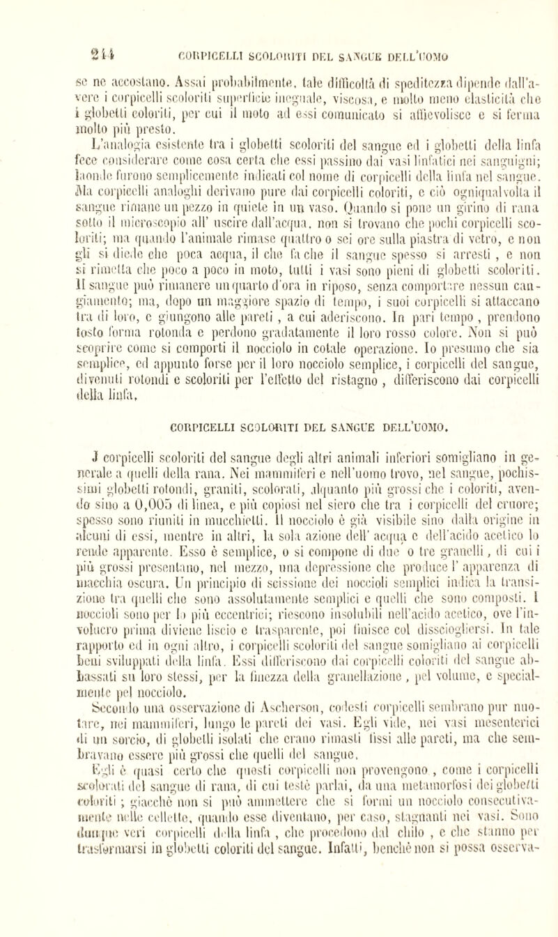 Sii CORPICELLI SCOLORITI DEL SANGUE DELL’UOMO se no, accostano. Assai probabilmente, tale difficoltà di speditezza dipenrlo rlall’a- vcrc i corpicelli scoloriti superficie ineguale, viscosa, e molto meno elasticità che i globetli colorili, per cui il moto ad essi comunicalo si affievolisce e si ferma mollo più presto. L’analogia esistente tra i globetti scoloriti del sangue ed i globetli della linfa fece considerare come cosa certa che essi passino dai vasi linfatici nei sanguigni; laonde, furono semplicemente indicali col nome di corpicelli della linfa nel sangue. Ala corpicelli analoghi derivano pure dai corpicelli coloriti, c ciò ogniqualvolta il sangue rimane un pezzo in quiete in un vaso. Quando si pone un girino di rana sotto il microscopio all’ uscire dall’acqua, non si trovano che pochi corpicelli sco¬ lorili; ma quando l’animale rimase quattro o sei ore sulla piastra di vetro, e non gli si diede che poca acqua, il che facile il sangue spesso si arresti, e non si rimetta che poco a poco in moto, tutti i vasi sono pieni di globetti scolorili. Il sangue può rimanere un quarto d'ora in riposo, senza comportare nessun can¬ giamento; ma, dopo un maggiore spazio di tempo, i suoi corpicelli si attaccano tra di loro, c giungono alle pareli, a cui aderiscono. In pari tempo , prendono tosto l'orma rotonda c perdono gradatamente il loro rosso colore. Non si può scoprire come si comporti il nocciolo in cotale operazione. Io presumo che sia semplice, cd appunto forse perii loro nocciolo semplice, i corpicelli del sangue, divenuti rotondi e scolorili per l’effctlo del ristagno , differiscono dai corpicelli delia linfa, CORPICELLI SCOLORITI DEL SANGUE DELL’UOMO. J corpicelli scoloriti del sangue degli altri animali inferiori somigliano in ge¬ nerale a quelli della rana. Nei mammiferi e nell’uomo trovo, nel sangue, pochis¬ simi globetti rotondi, graniti, scolorali, alquanto più grossi che i coloriti, aven¬ do sino a 0,005 ili linea, c più copiosi nel siero che tra i corpicelli del cruore; spesso sono riuniti in macchietti. 11 nocciolo ò già visibile sino dalla origine in alcuni di essi, mentre in altri, la sola azione dell' acqua c dell’acido acetico lo rende apparente. Esso è semplice, o si compone di due o tre granelli, ili cui i più grossi presentano, nel mezzo, una depressione che produce 1’ apparenza di macchia oscura. Un principio di scissione dei noccioli semplici indica la transi¬ zione tra quelli elio sono assolutamente semplici e quelli che sono composti. I noccioli sono per Io più eccentrici; riescono insolubili nell’acido acetico, ove 1 iu- volucro prima diviene liscio c trasparente, poi finisce col dissciogliersi. In tale rapporto ed in ogni altro, i corpicelli scoloriti del sangue somigliano ai corpicelli beni sviluppati della linfa. Essi differiscono dai corpicelli coloriti del sangue ab¬ bassati su loro stessi, per la iinezza della granellazione , pel volume, e special- mente pel nocciolo. Secondo una osservazione di Ascherson, codesti corpicelli sembrano pur nuo¬ tare, nei mammiferi, lungo le pareli dei vasi. Egli vide, nei vasi mesenterici «li mi sorcio, di globetli isolali clic erano rimasti (issi alle pareti, ma clic sem¬ bravano essere più grossi clic quelli del sangue. Egli è quasi cerio che questi corpicelli non provengono , come i corpicelli scolorati del sangue di rana, di cui testé parlai, da una metamorfosi dei globe/ti coloriti ; giacché non si può ammettere clic si formi un nocciolo consecutiva¬ mente nelle cellette, quando esse diventano, per caso, stagnanti nei vasi. Sono dunque veri corpicelli della linfa , clic procedono dal chilo , e clic stanno pei trasformarsi in globetti colorili del sangue. Infatti, benché non si possa osserva-