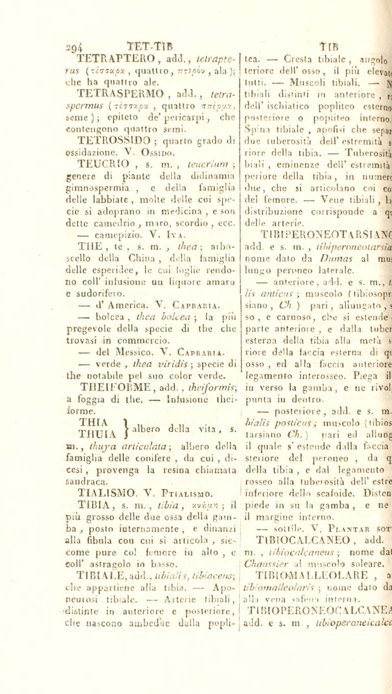 TETR. ATTERO, add., tetrapte- J rus (riaaoipx , quattro, Trrrpò-j , ala); : che ha quattro ale. TETRASPERMO , add., leira- spermus ( téttxox , quattro anippy., seme ) ; epiteto de’ pericarpi, clic contengono quattro serai. TETROSSIDO ; quarto grado di ossidazione. V. Ossido. TEUCRIO , s. m. , leucrium ; genere di piante della didinamia gimnospermia , c della famiglia delle labbiate , molle delle cui spe- cie si adoprano in medicina , e son delle camedrio , miro, scordio , ecc. — caniepizio. V. Iva. THE, te , s. m. , theci ; arbo- scello della China , della famiglia delle esperidee, le cui toglie rendo- no coll’ infusione un liquore amaro e sudorifero. — d’ America. V. Capraria. —- bolcea , thea bolcea ; la più pregevole della specie di thè che trovasi in commercio. — del Messico. V. Capraria. — verde , tliea viridìs ; specie di thè notabile pel suo color verde. TUEII'ORME , add. , theiformis; tea. — Cresta tibiale , angolo leriorc dell’ osso, il più elevati tutti. — Muscoli tibiali. — j| tibiali distinti in anteriore , r,- dell’ ischiatico popliteo esterno posteriore o popliteo interno. Spina tibiale , apofisi che separ due tuberosità dell’ estremità s riore della tibia. — Tuberosità biali , eminenze dell’ estremità petiorc della tibia, in nutnerc «lue, che si articolano coi coi del femore. — Vene tibiali , li distribuzione corrisponde a qr delle arterie. TIRI PERON EOT A RS I ANC add. e s. in. , libiperoncotarsia nome dato da Dumas al rrnn lungo peroneo laterale. — anteriore, add. e s. m., t, lis unti eus ; muscolo ( tibiosopr siano , Ch ) pari , allungato , % so, e carnoso, cito si estende < parte anteriore , e dalla lubcr esterna della tibia alla metà s riore della faccia esterna di qi osso, ed alla Piccia anteriore legamento interossco. Piega il a foggia di the. — Infusione ilici- forme. THIA ì „ TI1UI V t alber° della vita, s. ni., thuya arliculala-, albero della famiglia delle conifere , da cui , di- cesi , provenga la resina chiamata sandraca. TIALISMO. V. Ptialismo. TIBIA, s. m., tibia, v.'jruj.'o ; il più grosso delle due ossa della gam- ba , posto internamente , e dinanzi alla fibula con cui si articola , sic- come pure co! femore in alto , e coll’ astragolo in basso. TIBIALE,add., tibialis, tibiacens-, die appartiene alla tibia. — Apo- neurosi tibiale. — Arterie tibiali, ■distinte in anteriore c posteriore, i che nascono ambedue dalla pepli- , in verso la gamba, e ne iivol punta in dentro. — posteriore, add. e s. m. bialis poslicus ; muscolo (tibios tarsiano Ch. ) nari ed .illune il quale s' estende dalla l'accia steiiore del peroneo , da q della tibia , c dal legamento rosseo alla tuberosità dell’ estre inferiore dello scafoide. Disten piede in su la gamba , e ne il margine interno. — sottile. V. Pf.ANTAR sor TIBIOCALCANEO, add. ni. , libiocalcaneus ; nome dal Chaussier al muscolo solcare. Ti BIOMALLEOLARE , a tib omalleotaris ; nome dato da alia vena -afena interna. TIBIO PERON E OC \ LCA NE/1 add. c s. m , tibioperoneicalcc