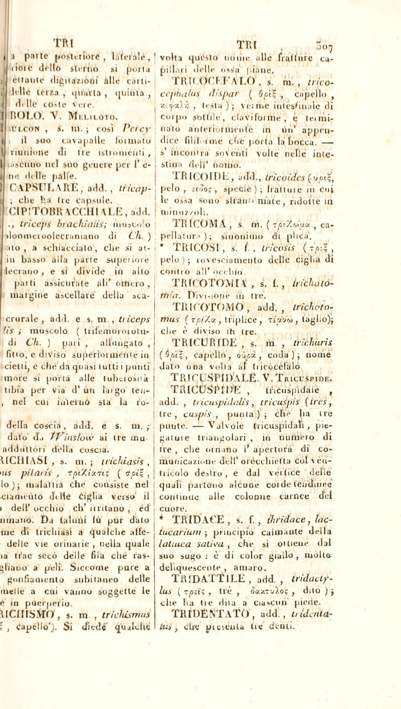 a parte posteriore, laterale, lioie dello sterno si porta etlatite digitazioni alle catti- velle terza , quarta , quinta , delle co-te vere. BOLO. V. Meli loto. ìUlcon , s. in. ; così Pcìey i il suo cavapalle loi inalo riunione di tre islromcùti , iascuno nel suo genere per 1’ e- ne. delle palle. CAPSULXRÈ, add. , liicap- ; che ha tre capsule. CIPITOBR ACCHl ALE, add. ■, triceps brachia lis; muscolo doomeioolecramano di C'h. ) ito, a schiaccialo, che si al- iti basso alla parte superiore ecrano , e si divide in alto parti assicurale ali’ omero, margine ascellare della sca- crurale , adii, e s. m., tiiceps lis ; muscolo ( trifemoioiotu- di Ch. ) paii , allungato , fitto, e diviso supériorniénte in ■ cielii, e che da quasi tutti i punti more si porta alle (uheiosuà tibia per via d’ un laigo leu- nel cut internò sta la fe- deltà coscia, add. e s. m. ; dato d.i tVinsidiò ai tre uiu adduttori della coscia. UCRIASI , s. m. ; trichiasis , 'us pilaris , rpiXrxm; ( noie , lo); malattia che consiste nel ciamcnto delle èiglia verso il > deli’ occhio eh’ irritano , ed rimano. Da taluni lir pur dato me di incidasi a qualche alfé- delle vie orinarie , nella quale ta trae seco delle fila che las- ciano a peli. Siccome pure a gonfiamento subitaneo delle incile a cui vanno soggette le é in puerperio. MCniSMft, s. m , trichismus ; , capello’). Si diede qualche JO) volta questo nome alle fratture ca- pi liai l i ielle ossa piane. TRICOCEFALO*, s. m. , ttico- ccpha/us ilispar ( Opti , capello , ■/-fativi , testa); ve: me intestinale di Corpo sottile, clavifoinie, e leimi- nato anteriormente in un’ appen- dice filiforme clic porta la bocca. — s incontra so Venti volte nelle inte- stina dell’ nonio. TRICOIDE, add., tricoides ( voi-, pelo, stilo;, specie); frati ui e in cui le ossa sono sfrantumate, ridotte in minuzzoli. TRICOMA, s ni. ( Tpi.X.Mua , ca- pellatura); sinonimo di plica. * TRI COSI, s. fi , tricòsis (t pi;, pele ) ; rovesciamento delle ciglia di coni i o all’ occhio TRICOTOMIA, s. f., Iridio io- mia. Divi-ione in tre. TRtfOTOMO add., tricheco- mus ( TpiXtz. , triplice , ri ava , taglio); che è diviso iti tre. TRICURIDE , s. in , tridmris (0 pi;, capello, oòpd , coda); nome dato una volta al tiicócéfalo TRICUSPIDALE. V. Tricuspide. TRICUSPIDE , tricuspidale , add. , ti icuspulalis, tricuspis (1res, tre, cuspis , puma ) ; che ha tre punte. — Valvole tricuspidali , pie- gatuie triangolari , in numero di tre , che om ino i* apertura di co- municazione dell’ orecchietta col \ cu- nicolo destro, e dal vertice delle quali partono alcune coi de tendinee continue alle colonne carnee dei cuore. * TRID ACE, s. f. , thridace, lac- tucarium ; principio calmante della Iattura satina , che si ottiene dal suo sugo : è di color giallo, mollo deliquescente , amaro. TRIDATTILE, add., tridacly- lus ( zpsì; , tré , c!sqctv).oç , dito ) ; cite ha tie dita a ciascun piede. TRIDENTATO, add., t, ideata- tus, che pi escuta tre derni.