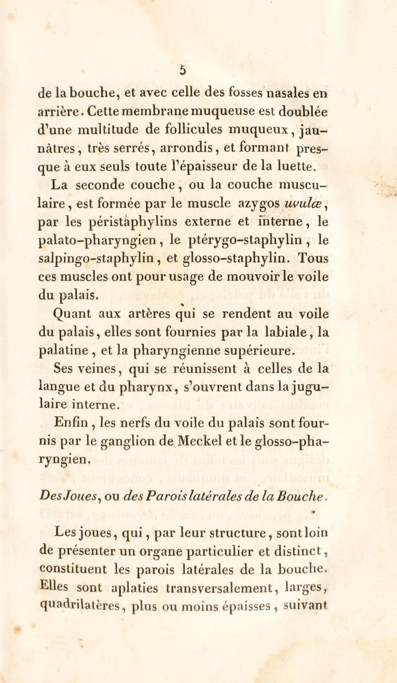 de la bouche, et avec celle des fosses nasales en arrière. Cette membrane muqueuse est doublée d’une multitude de follicules muqueux, jau¬ nâtres , très serrés, arrondis, et formant pres¬ que à eux seuls toute l’épaisseur de la luette. La seconde couche, ou la couche muscu¬ laire , est formée par le muscle azygos uvulœ, par les péristaphylins externe et interne, le palato-pharyngien , le ptérygo-staphylin , le salpingo-staphylin , et glosso-staphylin. Tous ces muscles ont pour usage de mouvoir le voile du palais. Quant aux artères qui se rendent au voile du palais, elles sont fournies par la labiale, la palatine , et la pharyngienne supérieure. Ses veines, qui se réunissent à celles de la langue et du pharynx, s’ouvrent dans la jugu¬ laire interne. Enfin , les nerfs du voile du palais sont four¬ nis par le ganglion de Meckel et le glosso-pha- ryngien. Des Joues, ou des Parois latérales de la Bouche. • Les joues, qui, par leur structure, sont loin de présenter un organe particulier et distinct, constituent les parois latérales de la bouche. Elles sont aplaties transversalement, larges, quadrilatères, plus ou moins épaisses , suivant